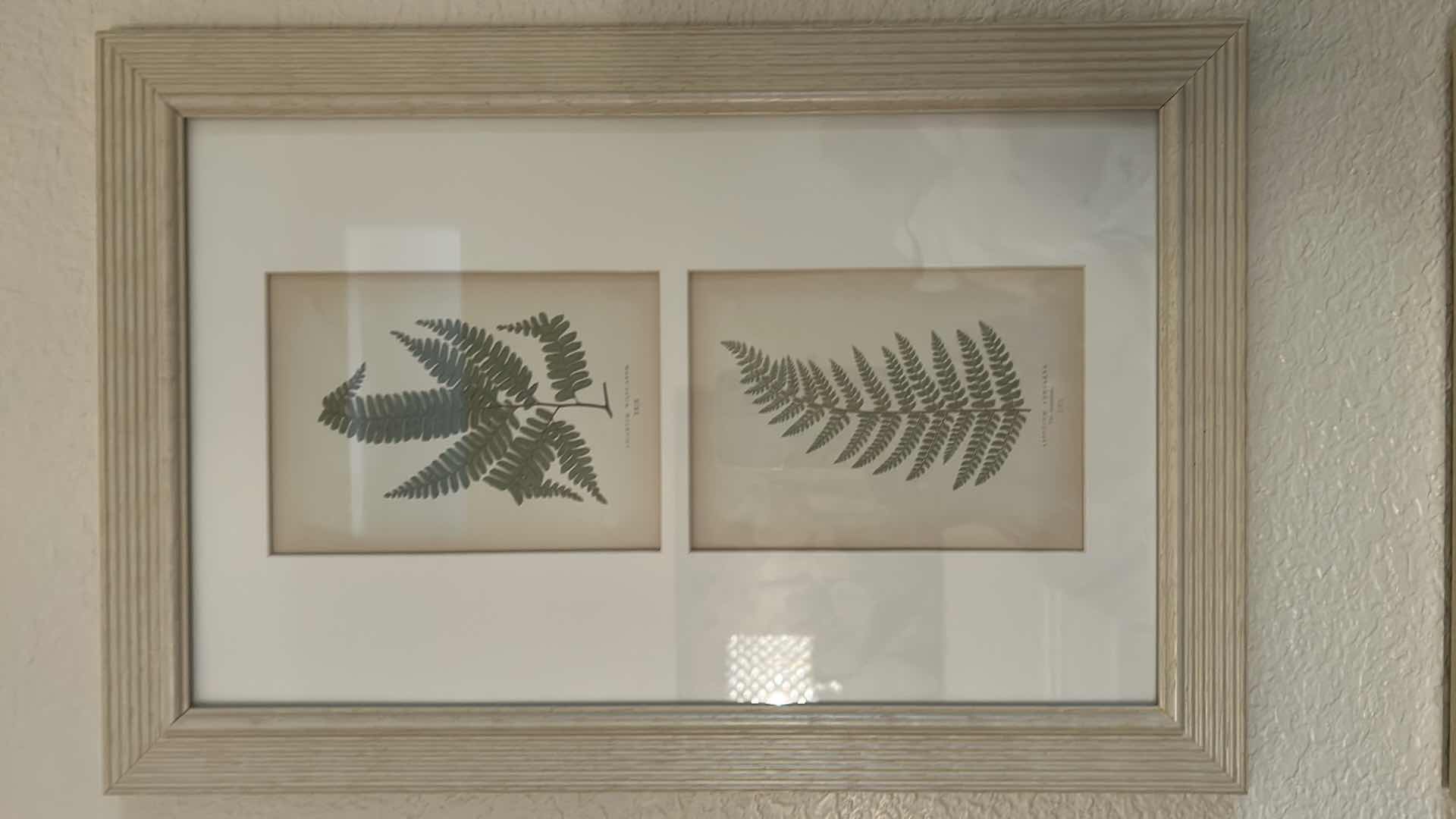Photo 1 of 2-FRAMED BOTANICAL FERN PRINTS WALL ART 12" X 18"