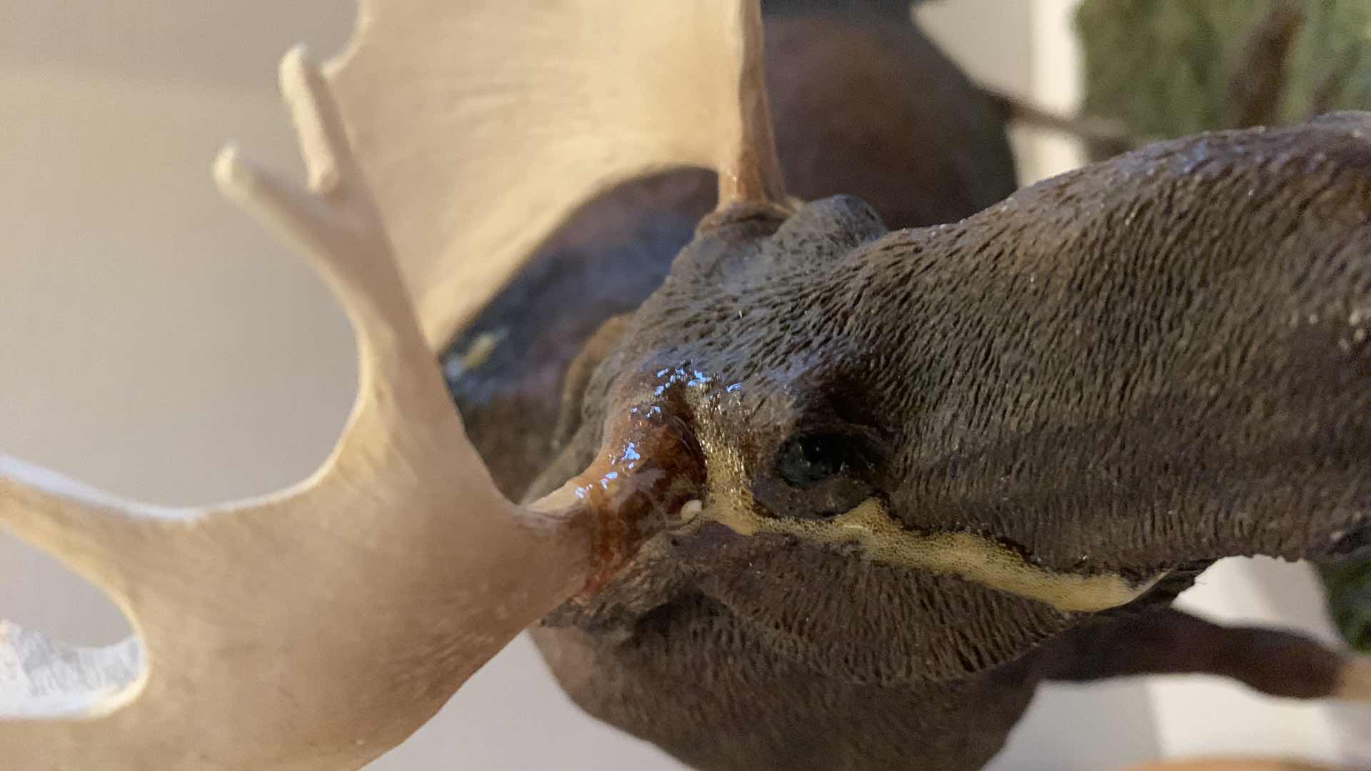 Photo 1 of 4 WILD ANIMALS MADE OF RESIN 13”