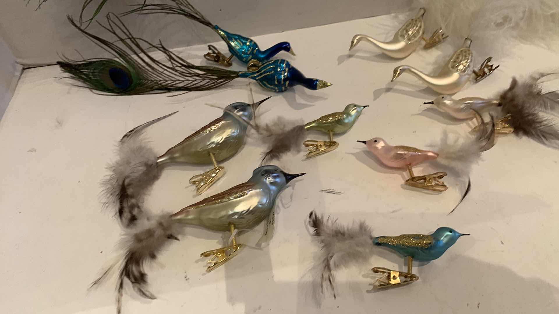 Photo 1 of BIRD CLIPONS