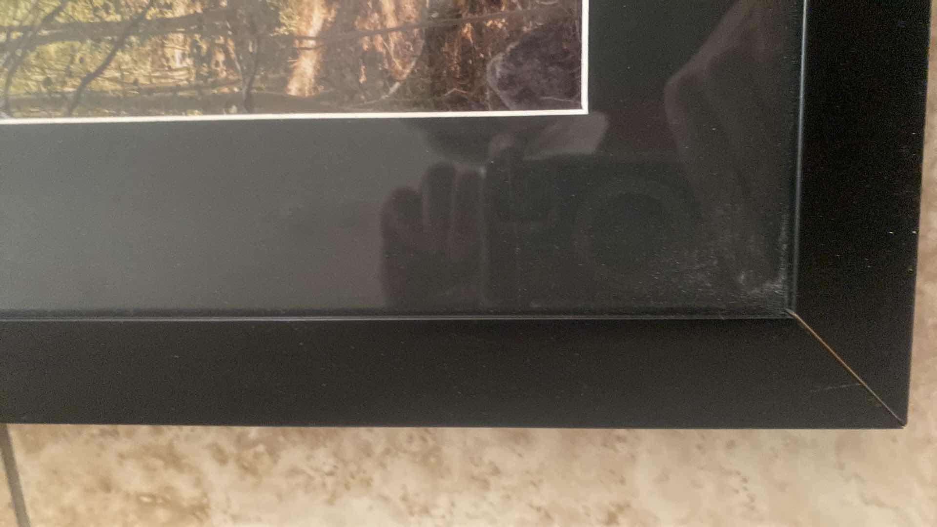 Photo 1 of FRAMED PHOTOGRAPH OF TREES SIGNED ARTWORK 14“ X 18“