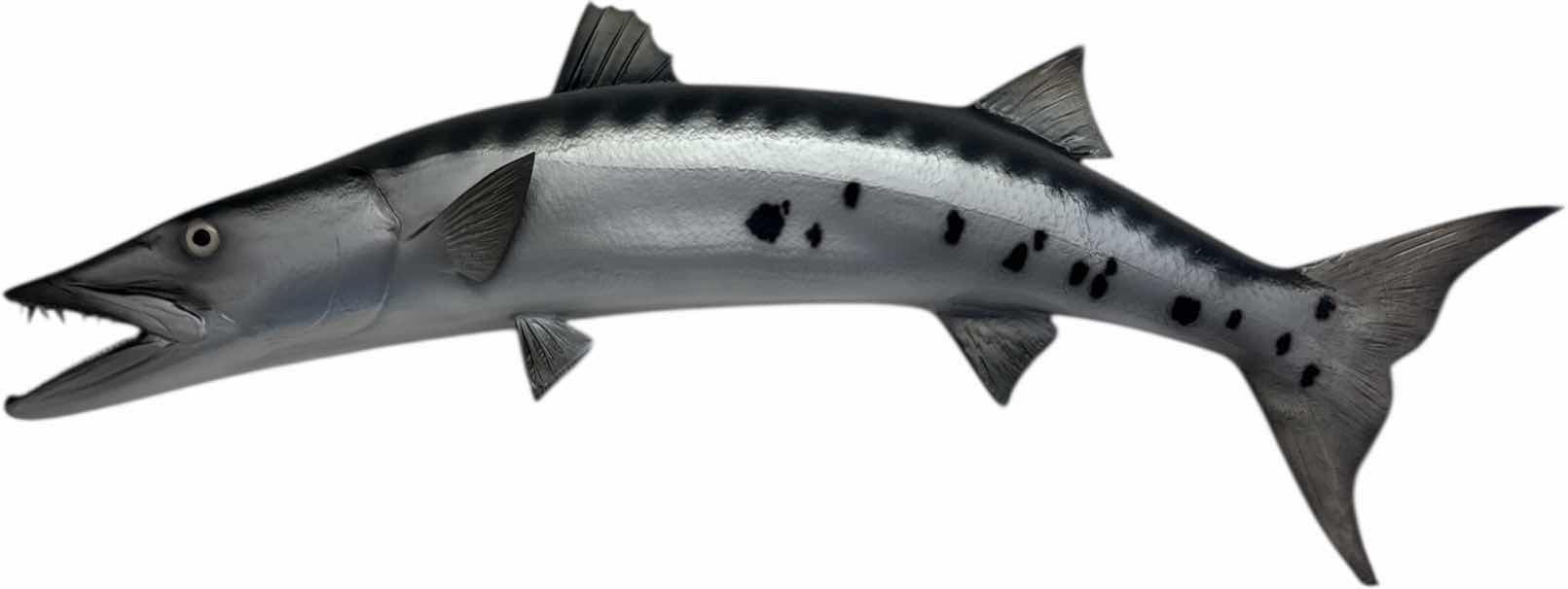 Photo 1 of WOODEN REPLICA 48” BARRACUDA FISH MOUNT