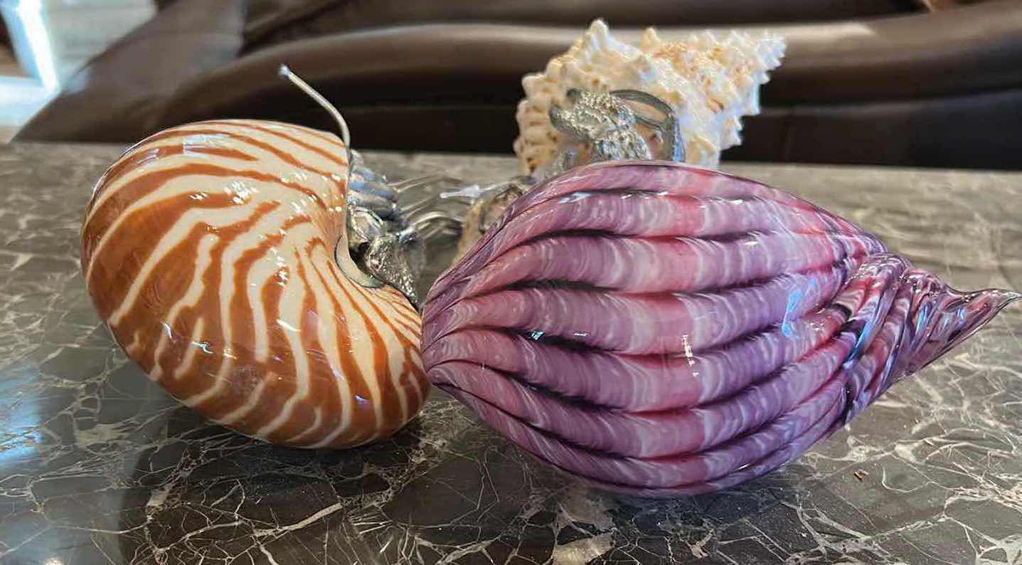 Photo 1 of 3- COLLECTABLE SHELLS