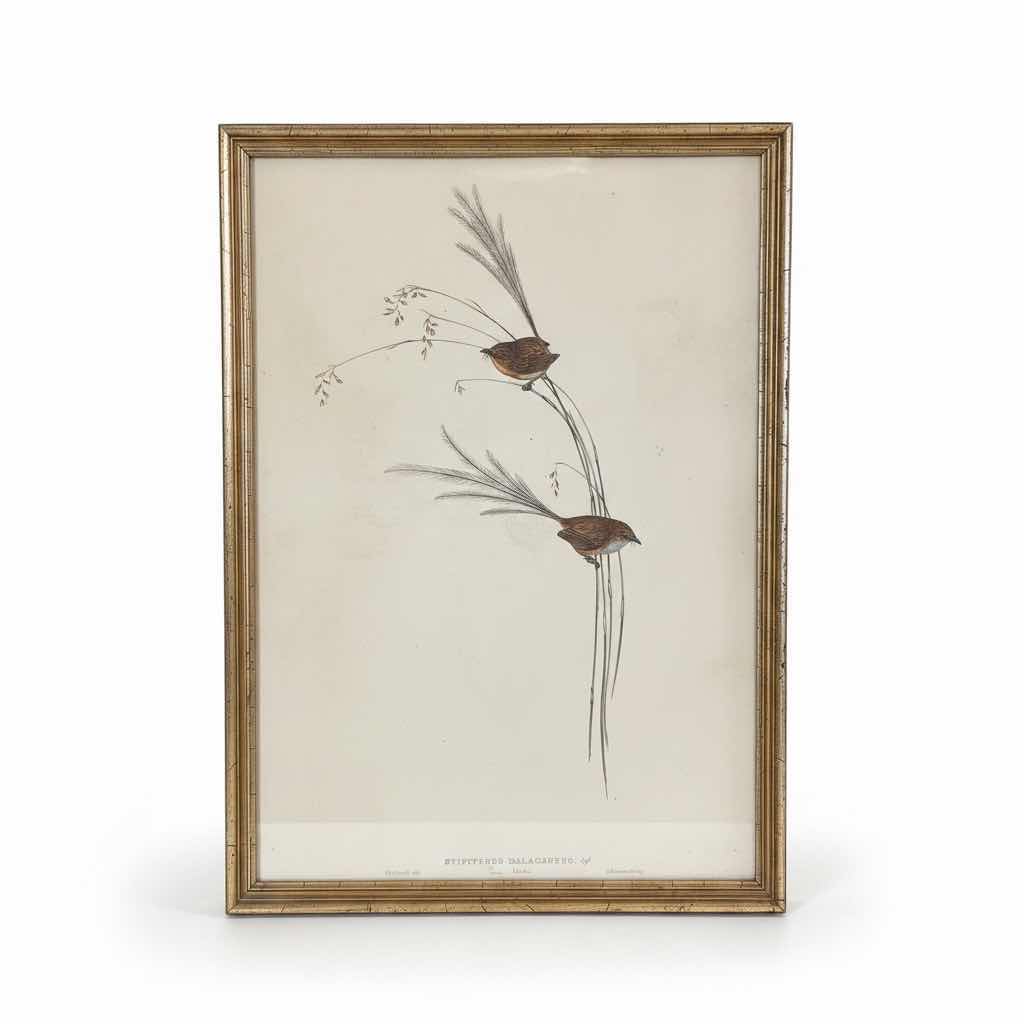 Photo 1 of FRAMED ARTWORK JOHN GOULDS BIRDS OF AUSTRALIA LITHOGRAPH SIGNED NO COA 15”X21”