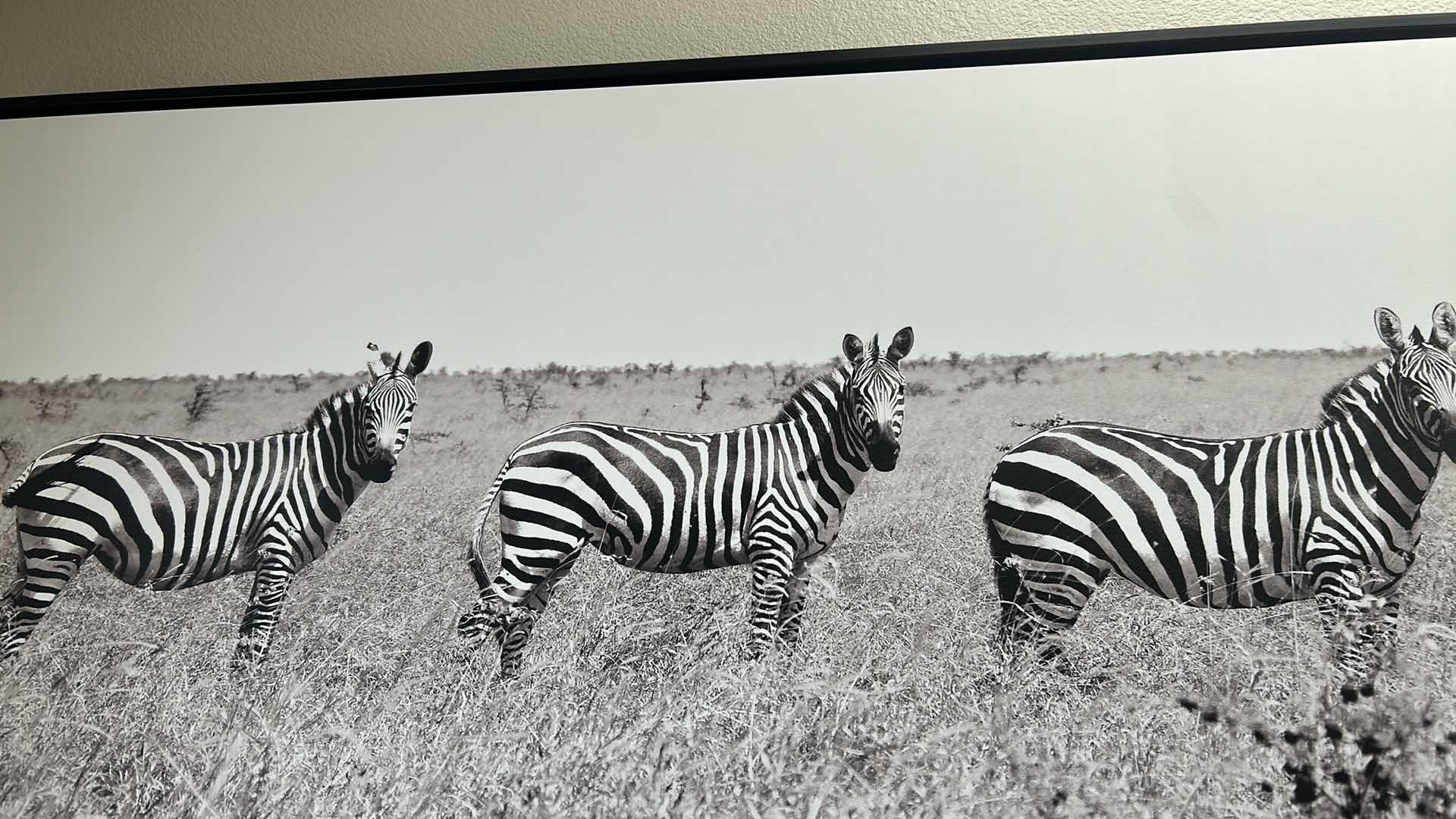Photo 1 of BLACK FRAMED BLACK AND WHITE PHOTOGRAPHY ARTWORK "MEETING PLACE" FEATURING ZEBRAS 40" X 21"