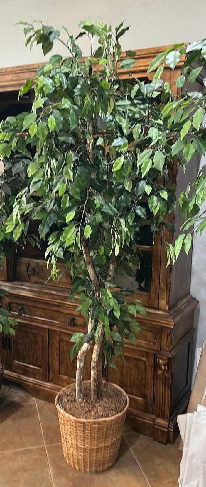 Photo 1 of ARTIFICIAL FICUS TREE 8’