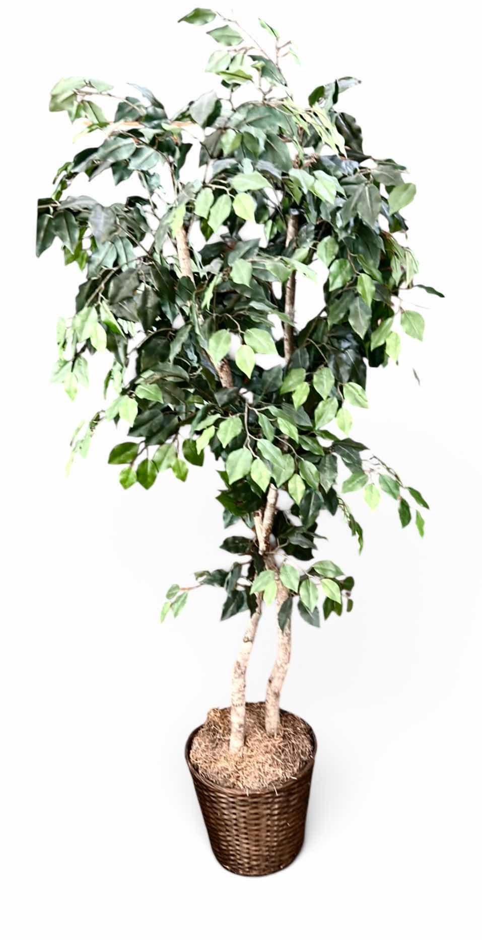 Photo 1 of ARTIFICIAL FICUS TREE 6’