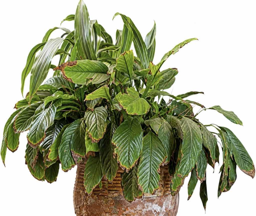 Photo 1 of PEACE LILY INDOOR PLANT H24”