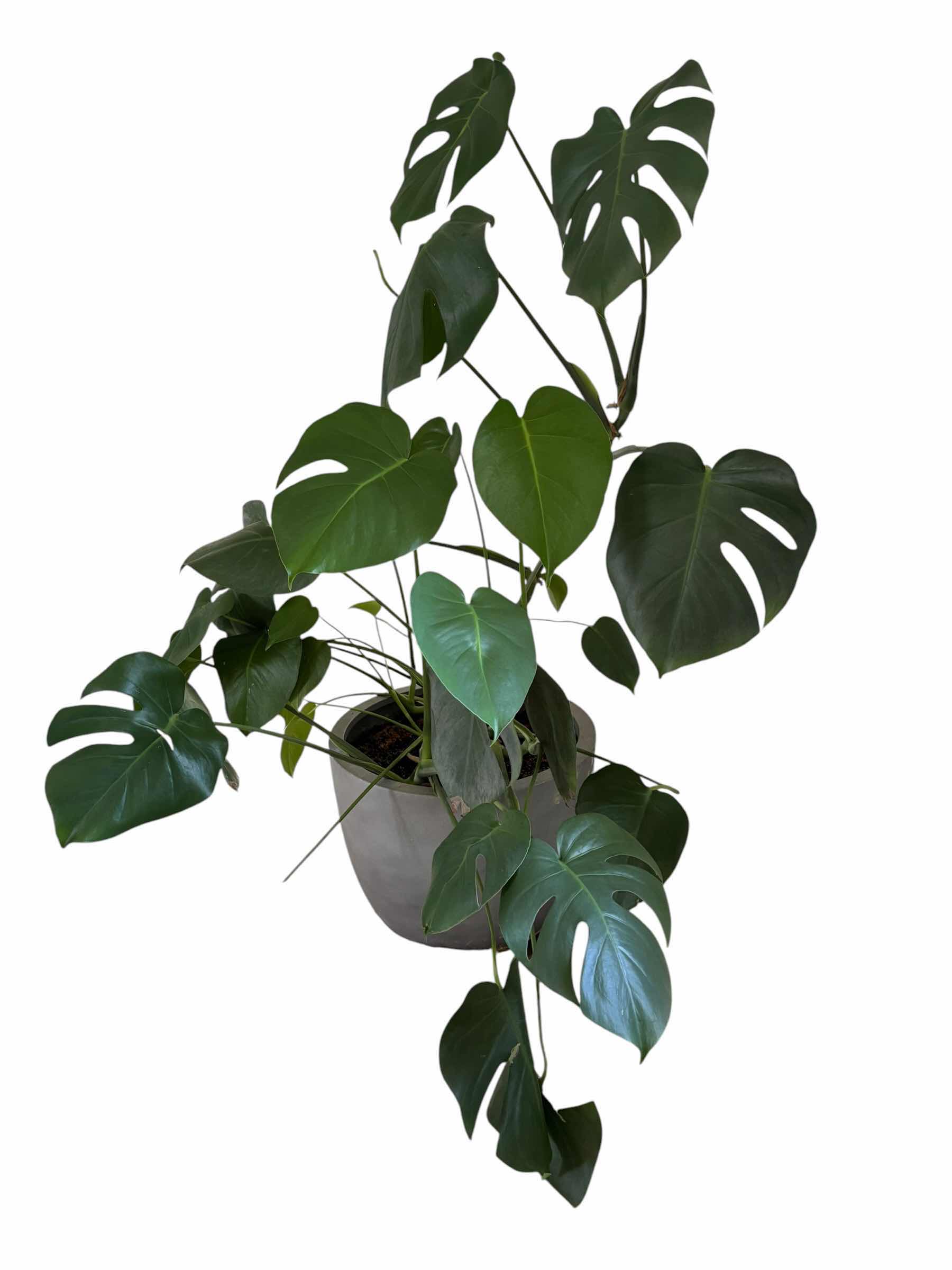 Photo 1 of MONSTERA DELICIOSA INDOOR PLANT H45”