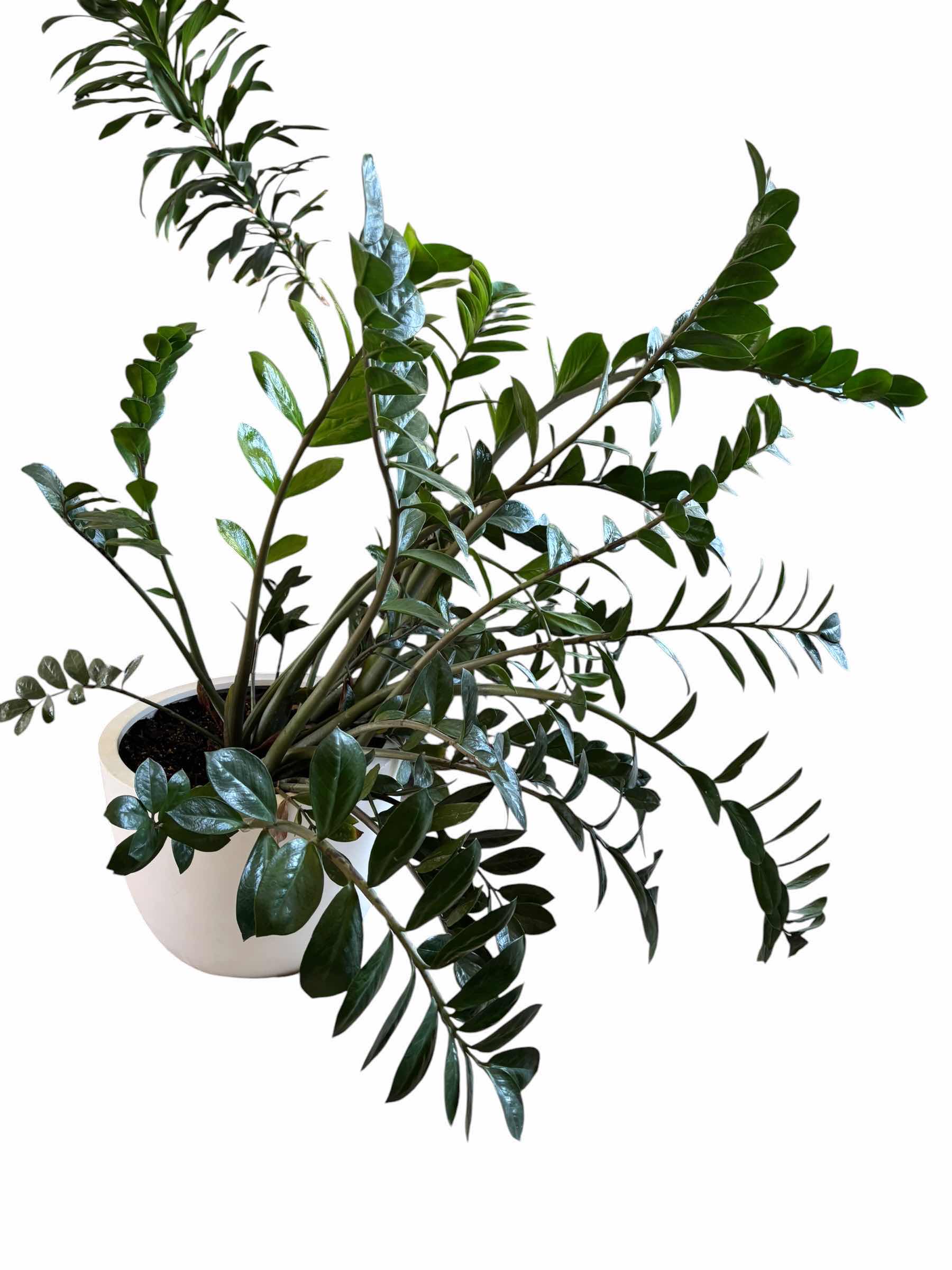 Photo 1 of ZZ INDOOR PLANT H38”