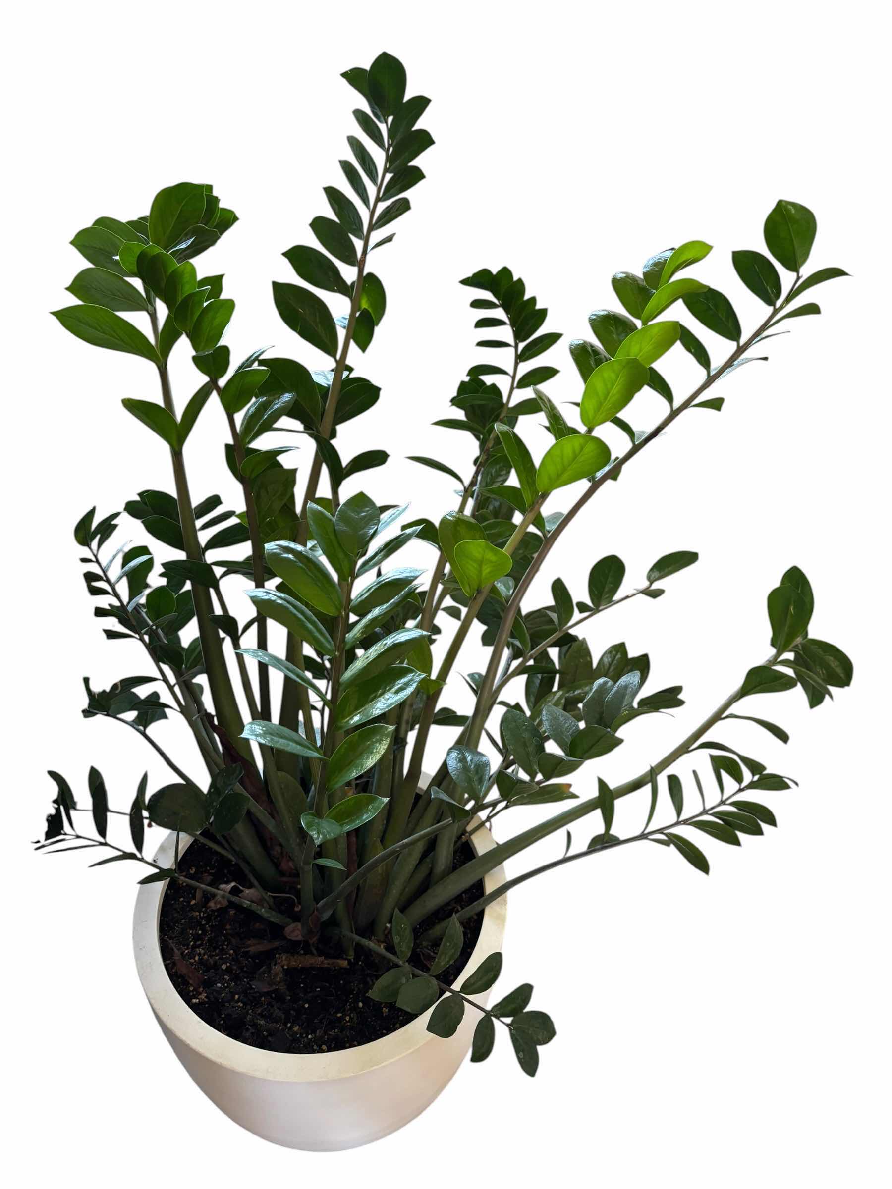 Photo 1 of ZZ INDOOR PLANT H38”