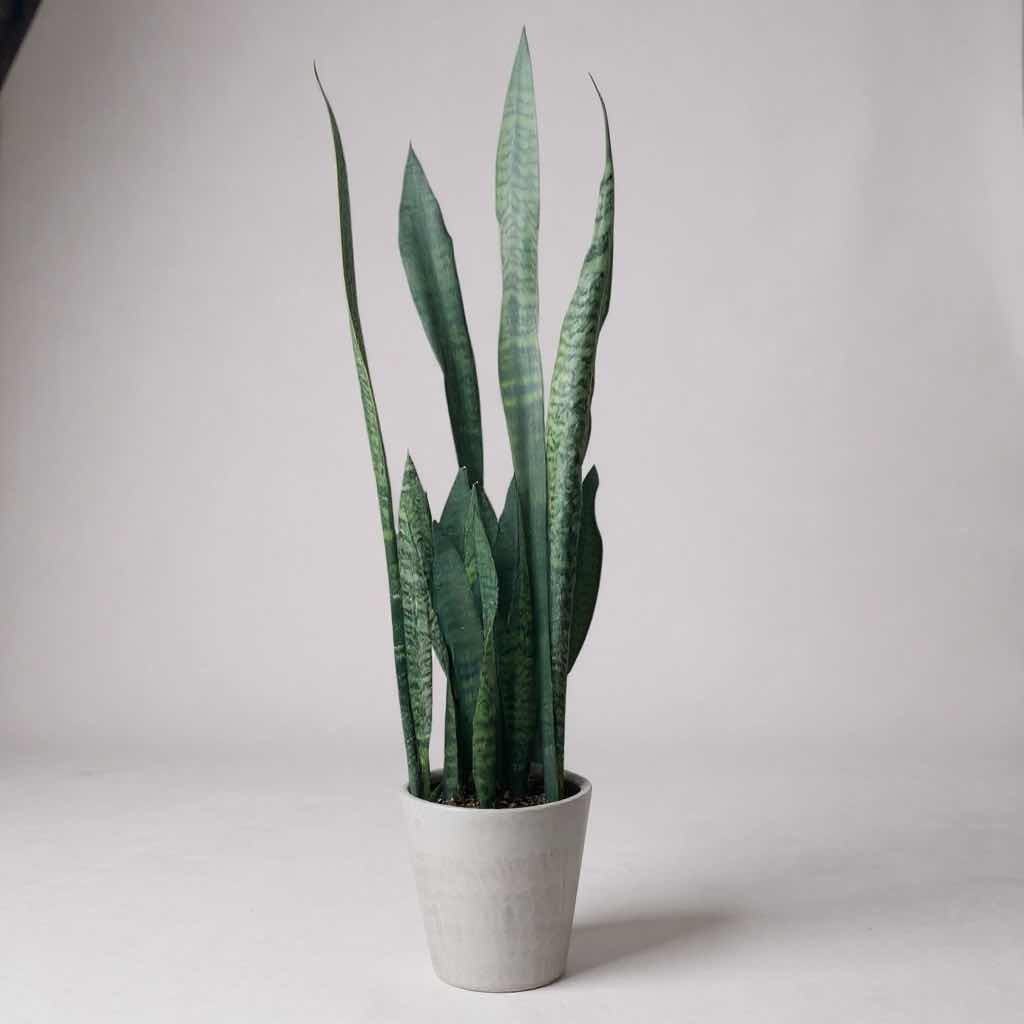Photo 1 of LIVE SNAKE PLANT IN WHITE CERAMIC CONTAINER H 36"