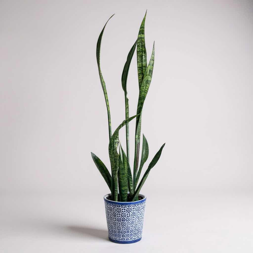 Photo 1 of LIVE SNAKE PLANT IN BLUE WHITE CERAMIC CONTAINER H 47"