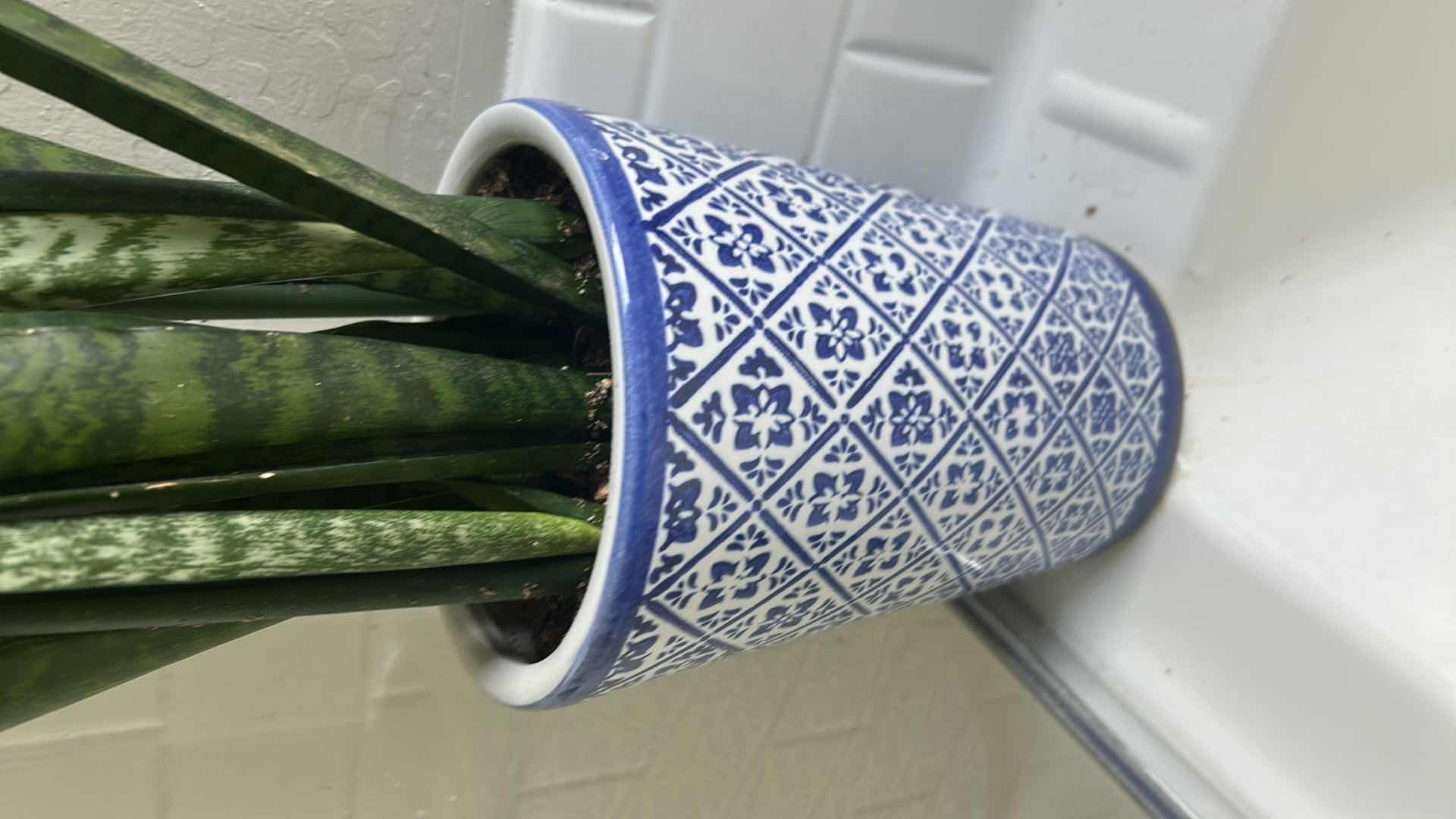 Photo 1 of LIVE SNAKE PLANT IN BLUE WHITE CERAMIC CONTAINER H 47"