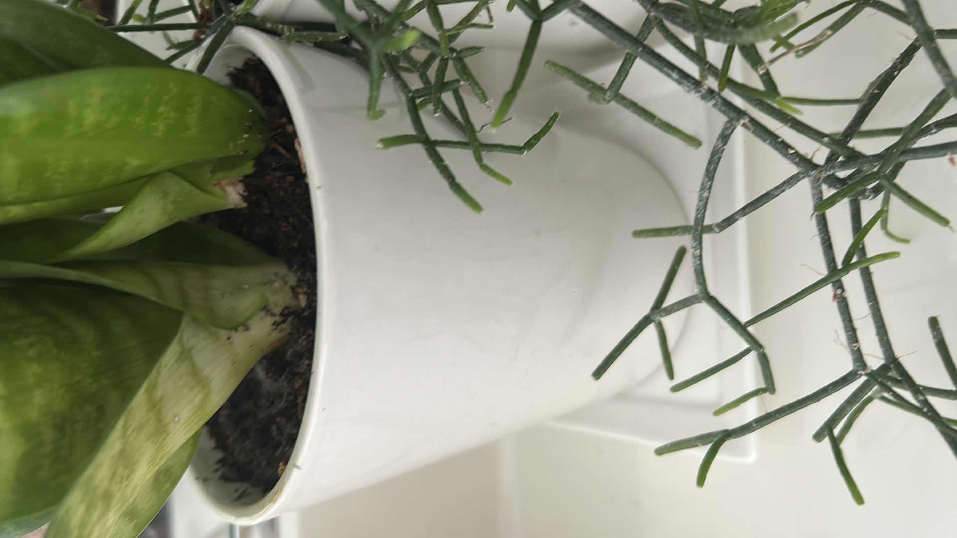 Photo 1 of LIVE SNAKE PLANT & MISTLETOE CACTUS  IN WHITE CERAMIC CONTAINERS 8"