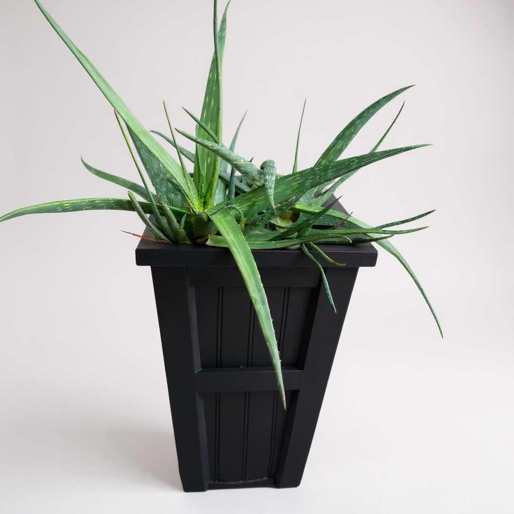 Photo 1 of LIVE ALOE VERA PLANT IN  POLYETHYLENE PLANTER H 31"