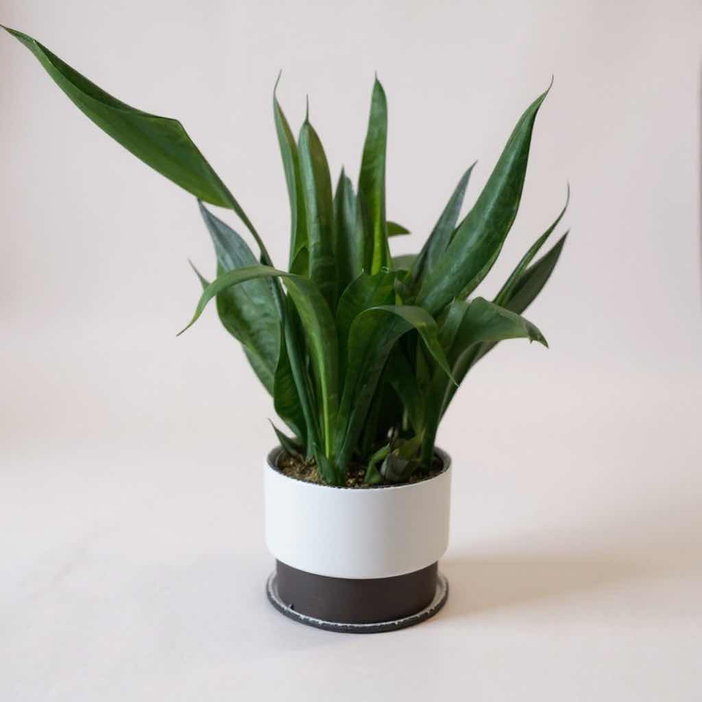 Photo 1 of LIVE SNAKE PLANT IN CERAMIC POT D8” H19”