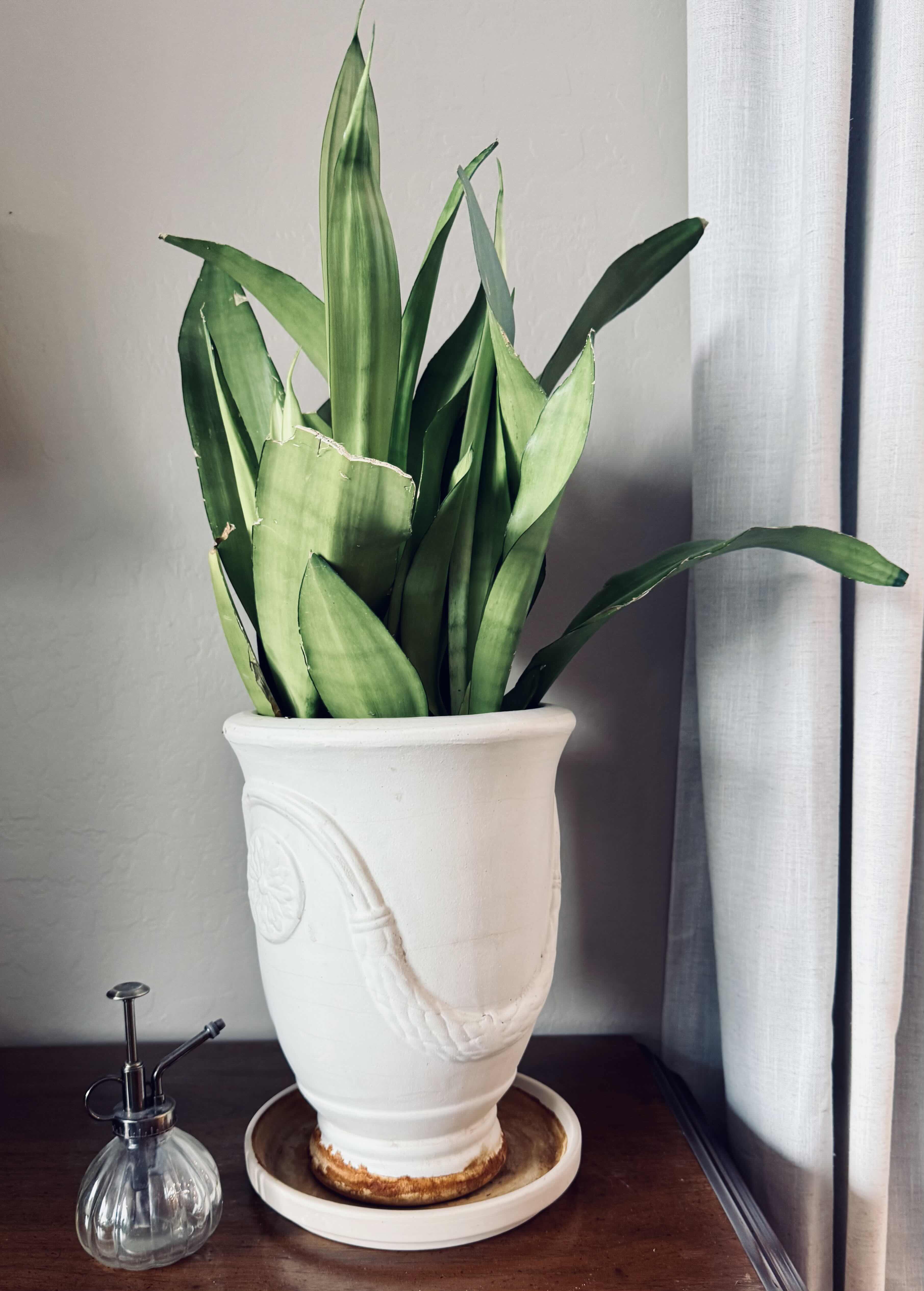 Photo 1 of LIVE SNAKE PLANT IN WHITE CERAMIC POT D9” H30”, SMALL GLASS WATERING JUG