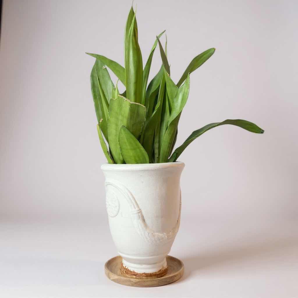 Photo 1 of LIVE SNAKE PLANT IN WHITE CERAMIC POT D9” H30”, SMALL GLASS WATERING JUG