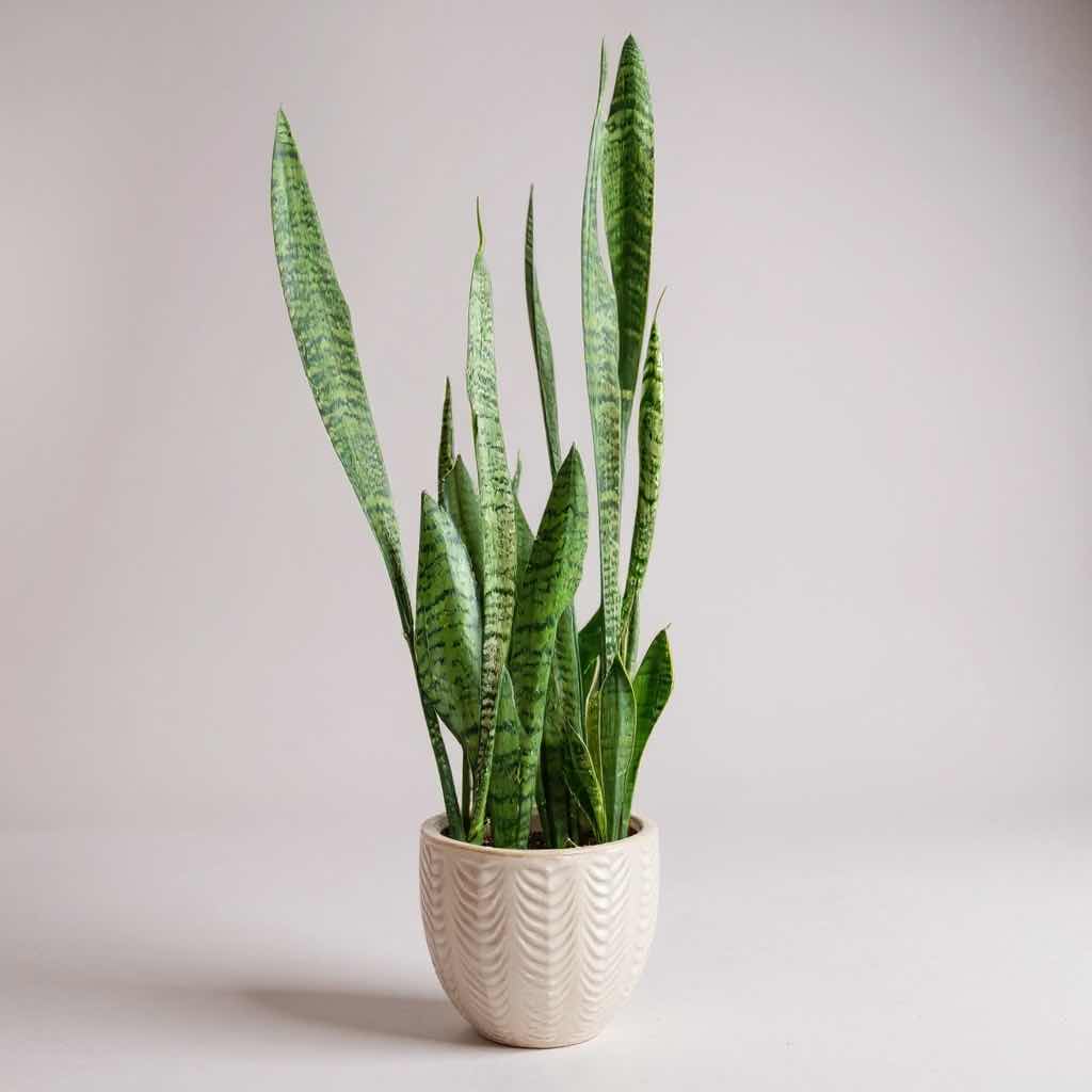 Photo 1 of LIVE SNAKE PLANT IN WHITE CERAMIC PLANTER H41”