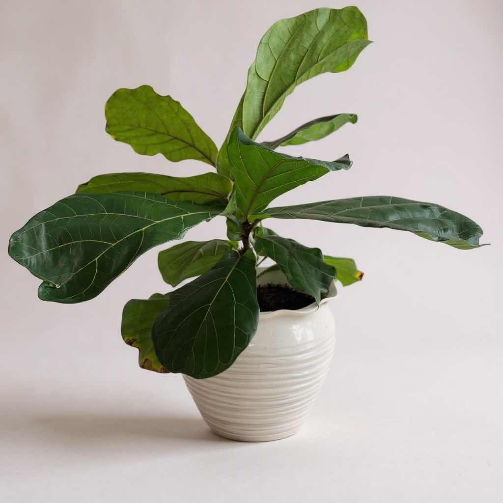 Photo 1 of LIVE FIDDLE-LEAF FIG HOUSEPLANT IN OFF WHITE CERAMIC SCALLOPED PLANTER POT D11” H28”