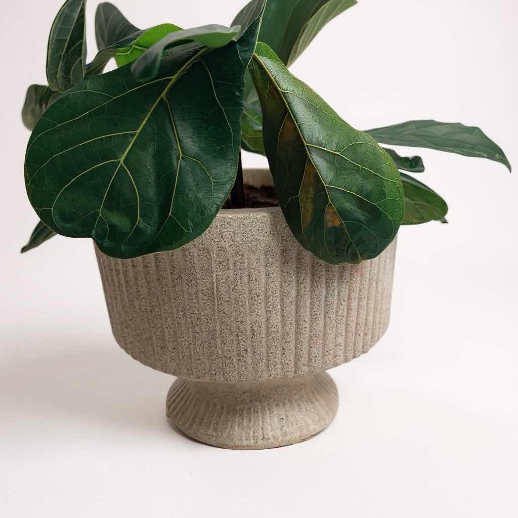 Photo 1 of LIVE FIDDLE-LEAF FIG PLANT IN OFF WHITE CERAMIC PLANTER POT D14” H32”