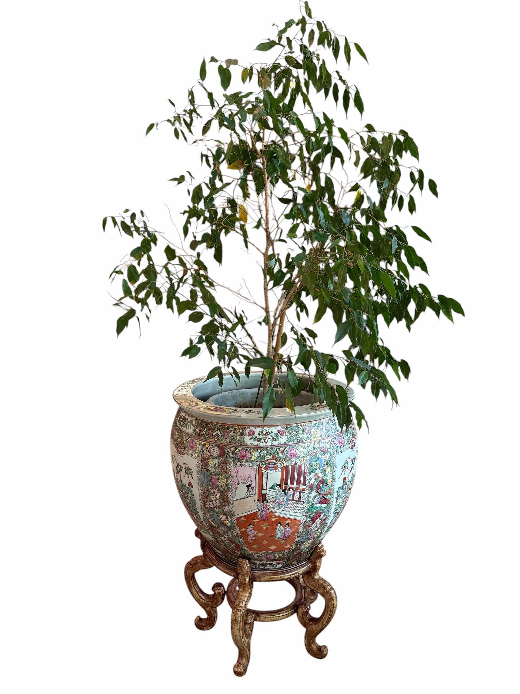 Photo 1 of HEAVY CHINESE PORCELAIN FAMILLE ROSE FISH MEDALLION PLANTER WITH FICUS LIVE PLANT H28”