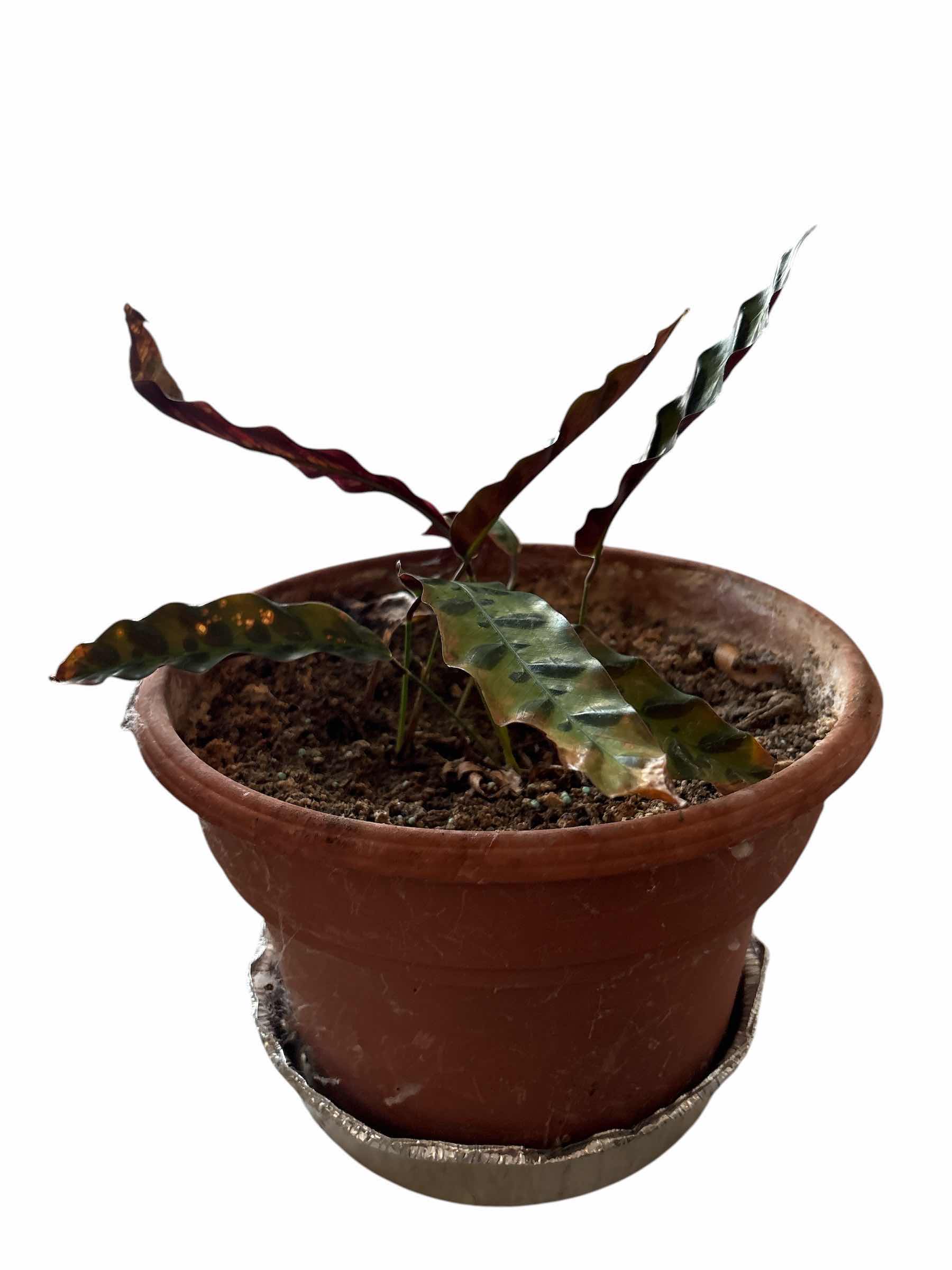 Photo 1 of (3)PCS TERRACOTTA, DIEFFENBACHIA, & GOLDON POTHOS LIVE PLANTS