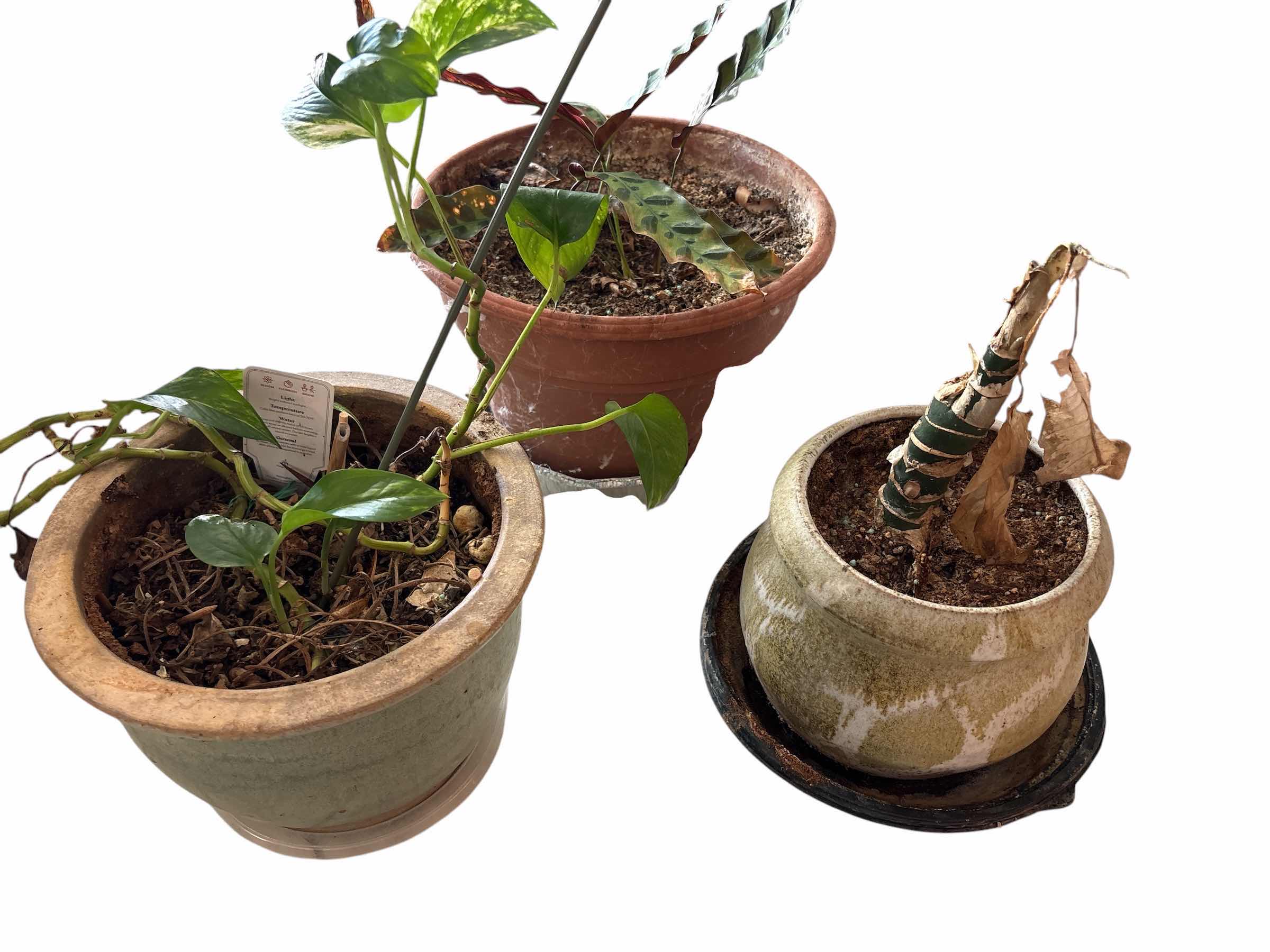 Photo 1 of (3)PCS TERRACOTTA, DIEFFENBACHIA, & GOLDON POTHOS LIVE PLANTS