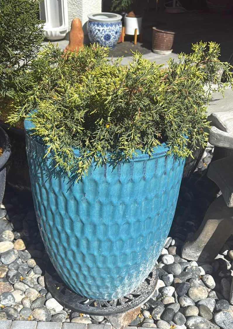 Photo 1 of BLUE CERAMIC VASE W LIVE PLANT H25”