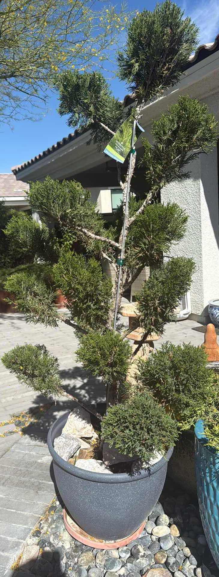 Photo 1 of LIVE MINT JULEP JUNIPER POTTED PLANT TREE H76”