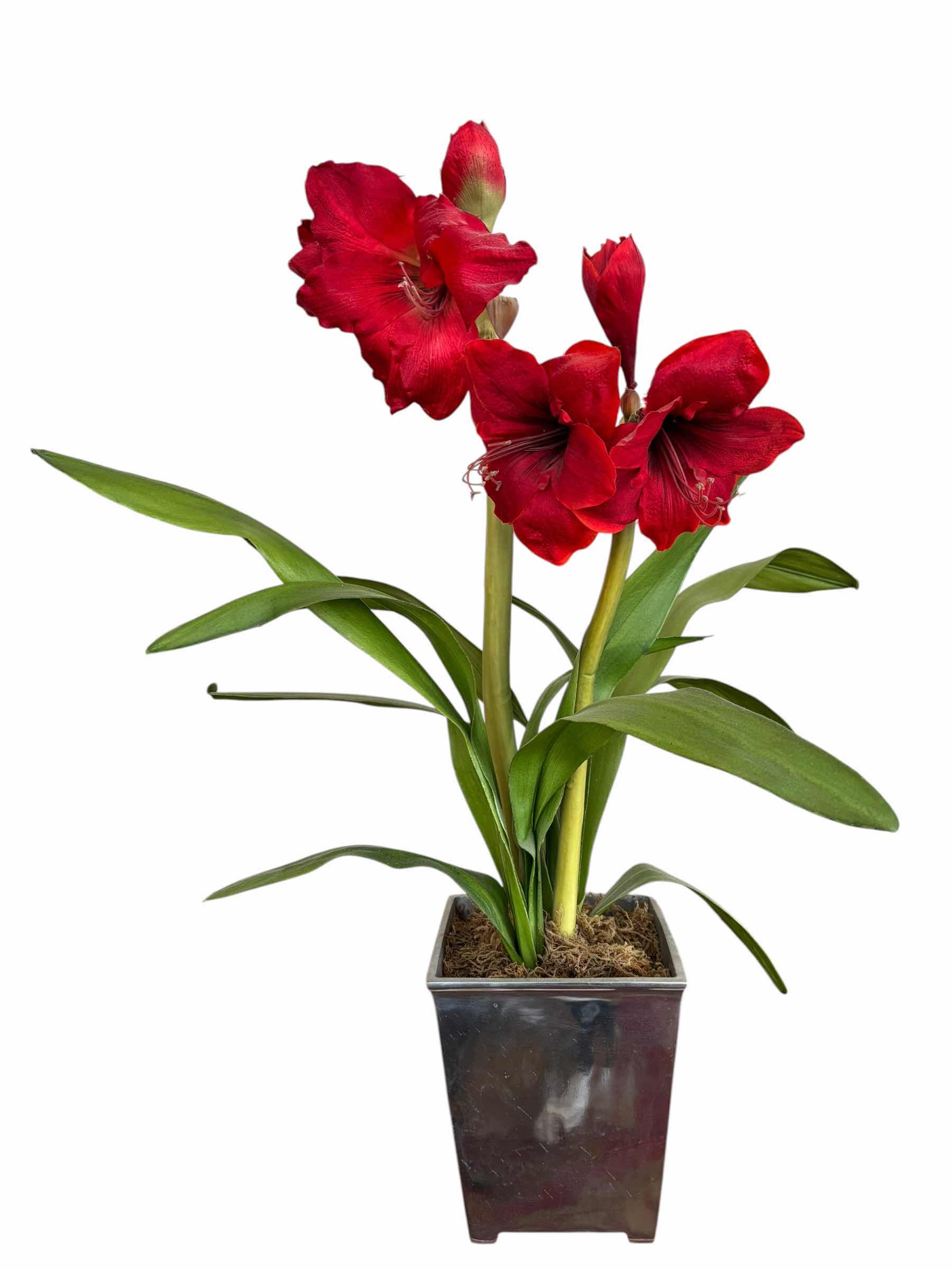 Photo 1 of ARTIFICIAL AMARYLLIS PLANT H31”