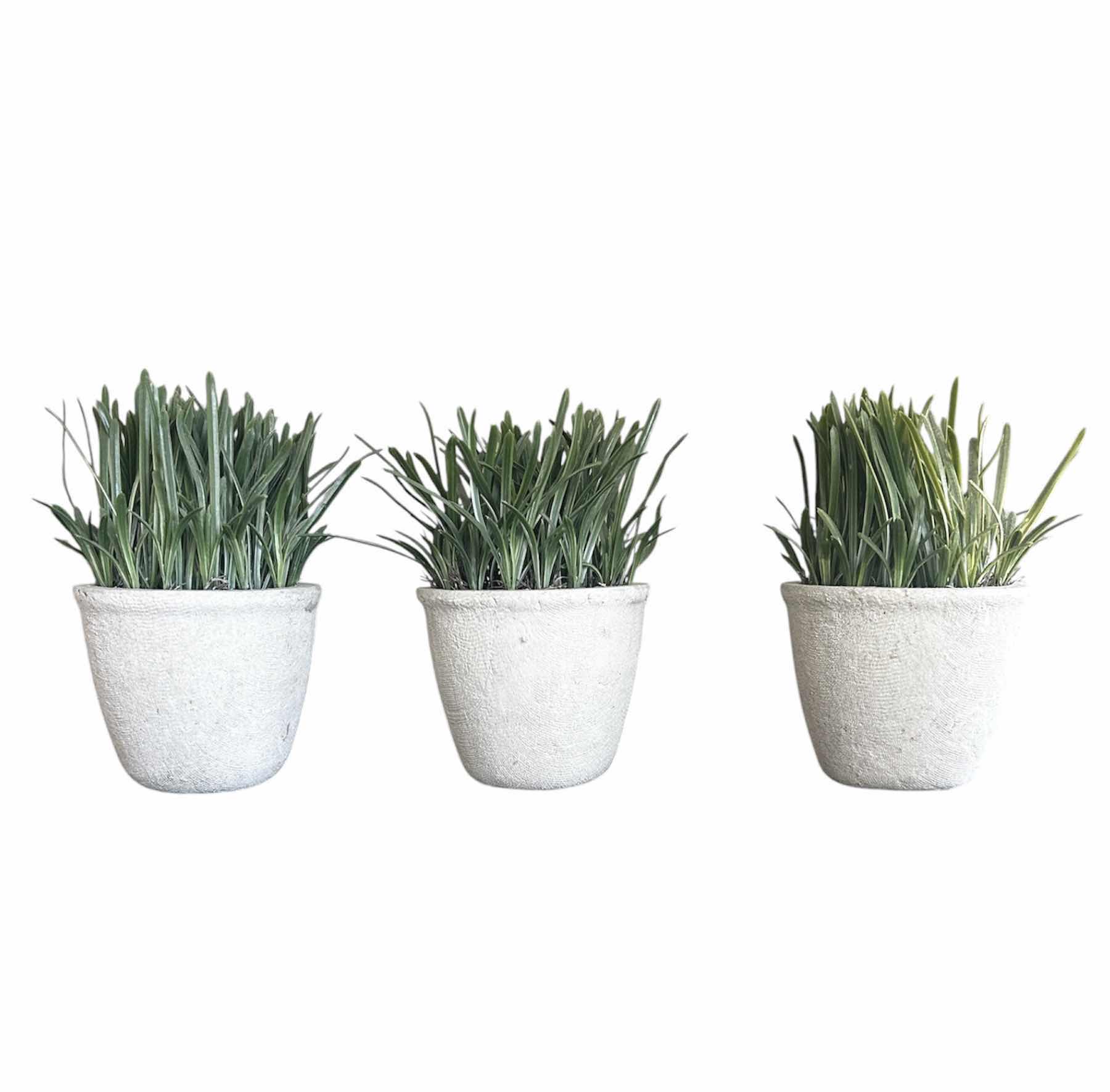 Photo 1 of ARTIFICIAL PLANTS (3) H9"