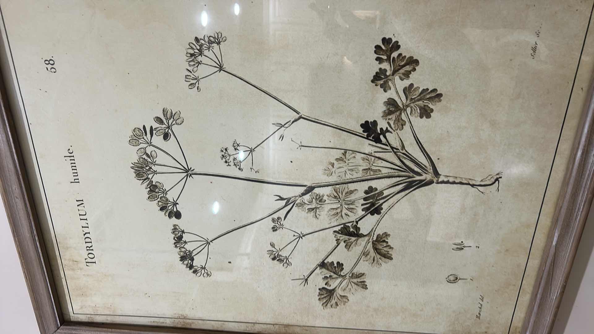 Photo 1 of 2 WOOD FRAMED BOTANICAL ARTWORK PIECES17 1/2” X H23 1/2”