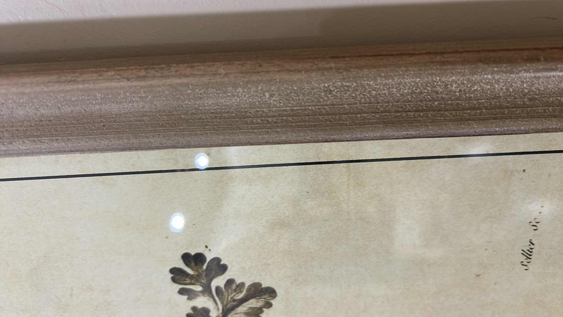 Photo 1 of 2 WOOD FRAMED BOTANICAL ARTWORK PIECES17 1/2” X H23 1/2”