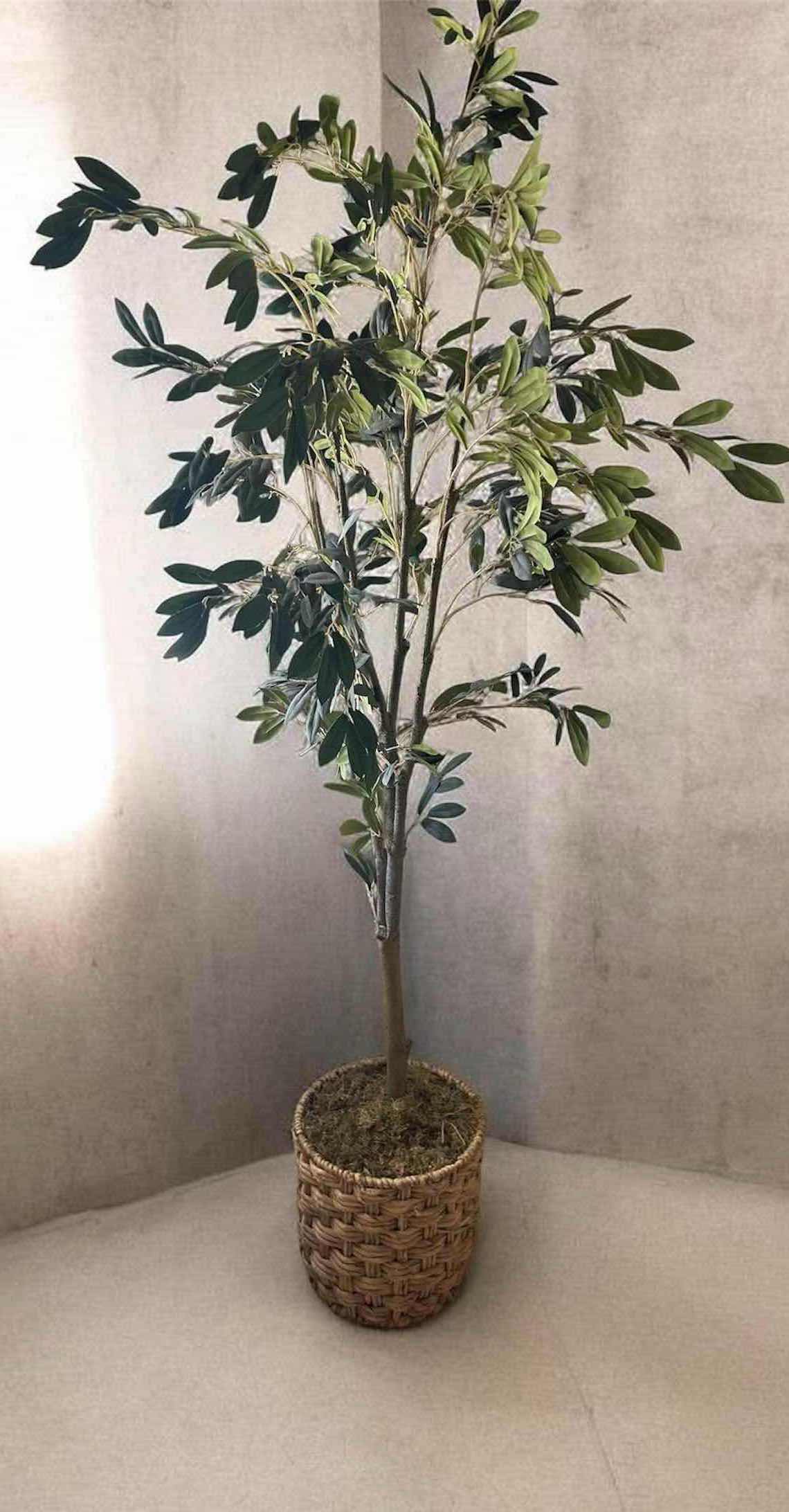 Photo 1 of 72" REALISTIC OLIVE TREE SET IN A DECORATIVE ROPE BASKET