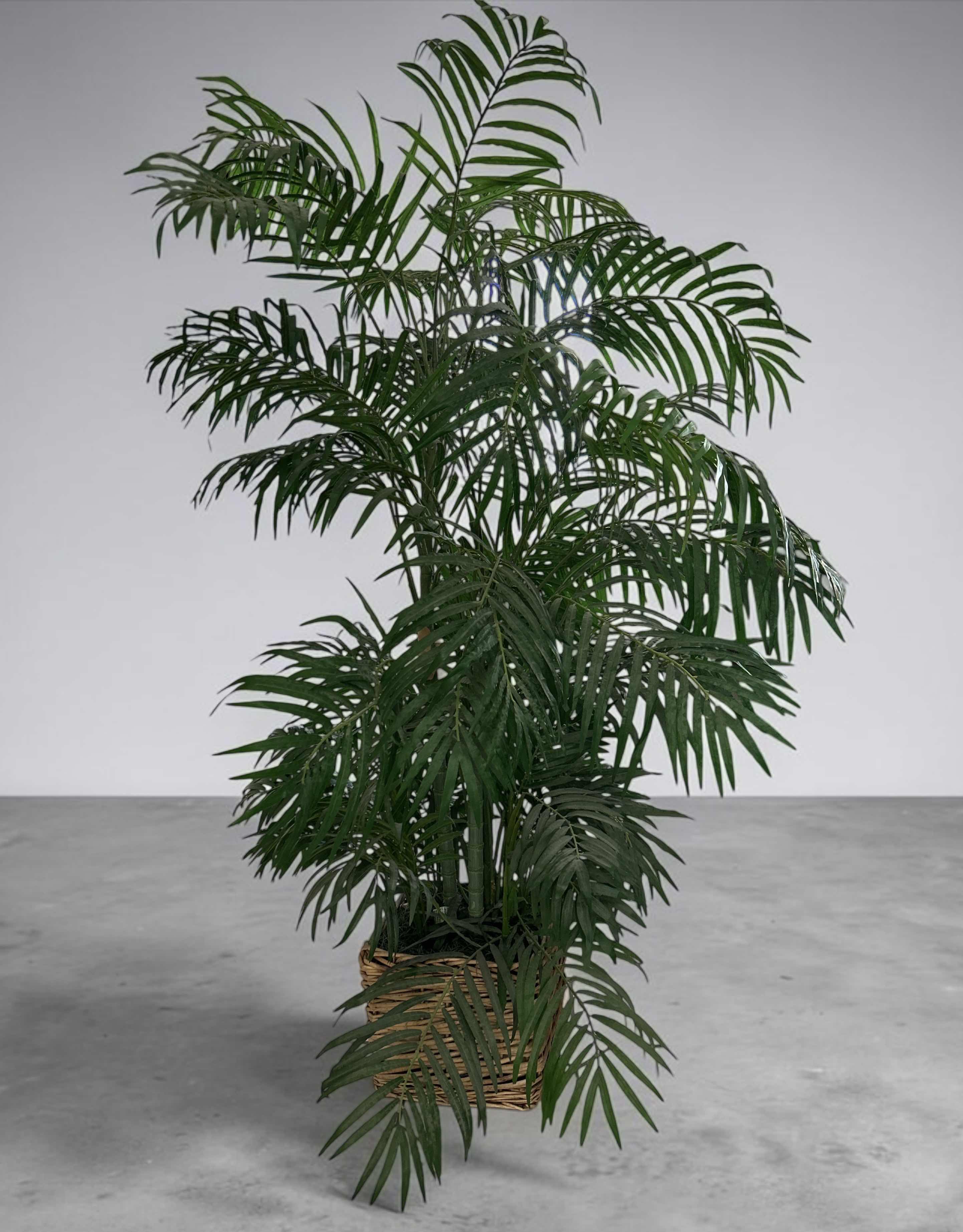 Photo 1 of ARTIFICIAL INDOOR PALM TREE IN A WOVEN BASKERT H5’
