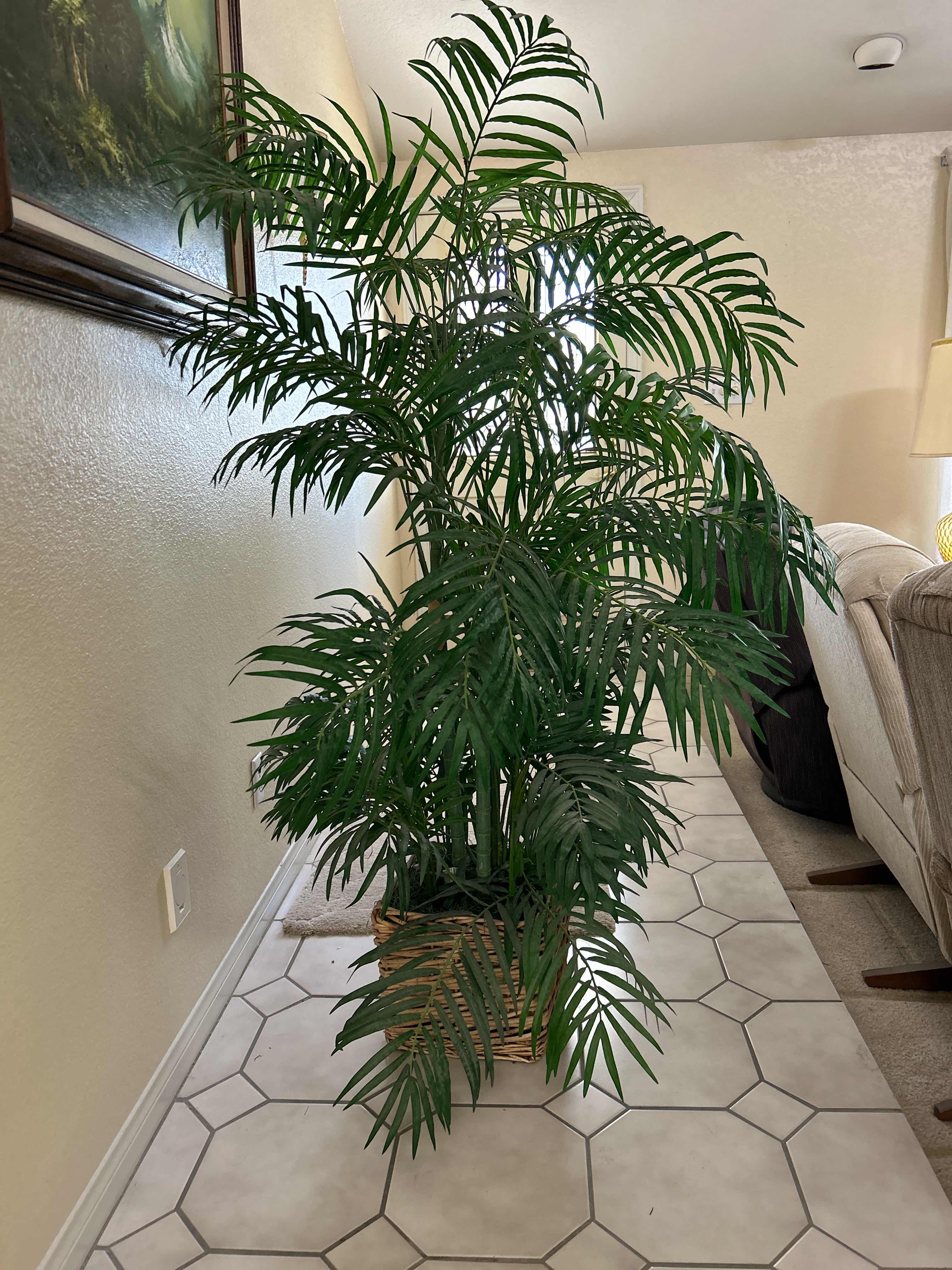 Photo 1 of ARTIFICIAL INDOOR PALM TREE IN A WOVEN BASKERT H5’