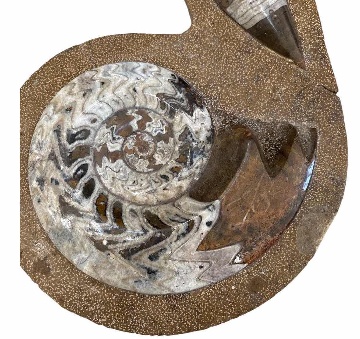 Photo 1 of POLISHED AMMONITE FOSSIL & ORTHOCERAS STONE DISPLAY H15.5” $70