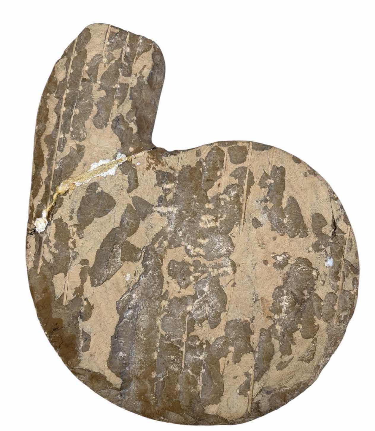 Photo 1 of POLISHED AMMONITE FOSSIL & ORTHOCERAS STONE DISPLAY H15.5” $70