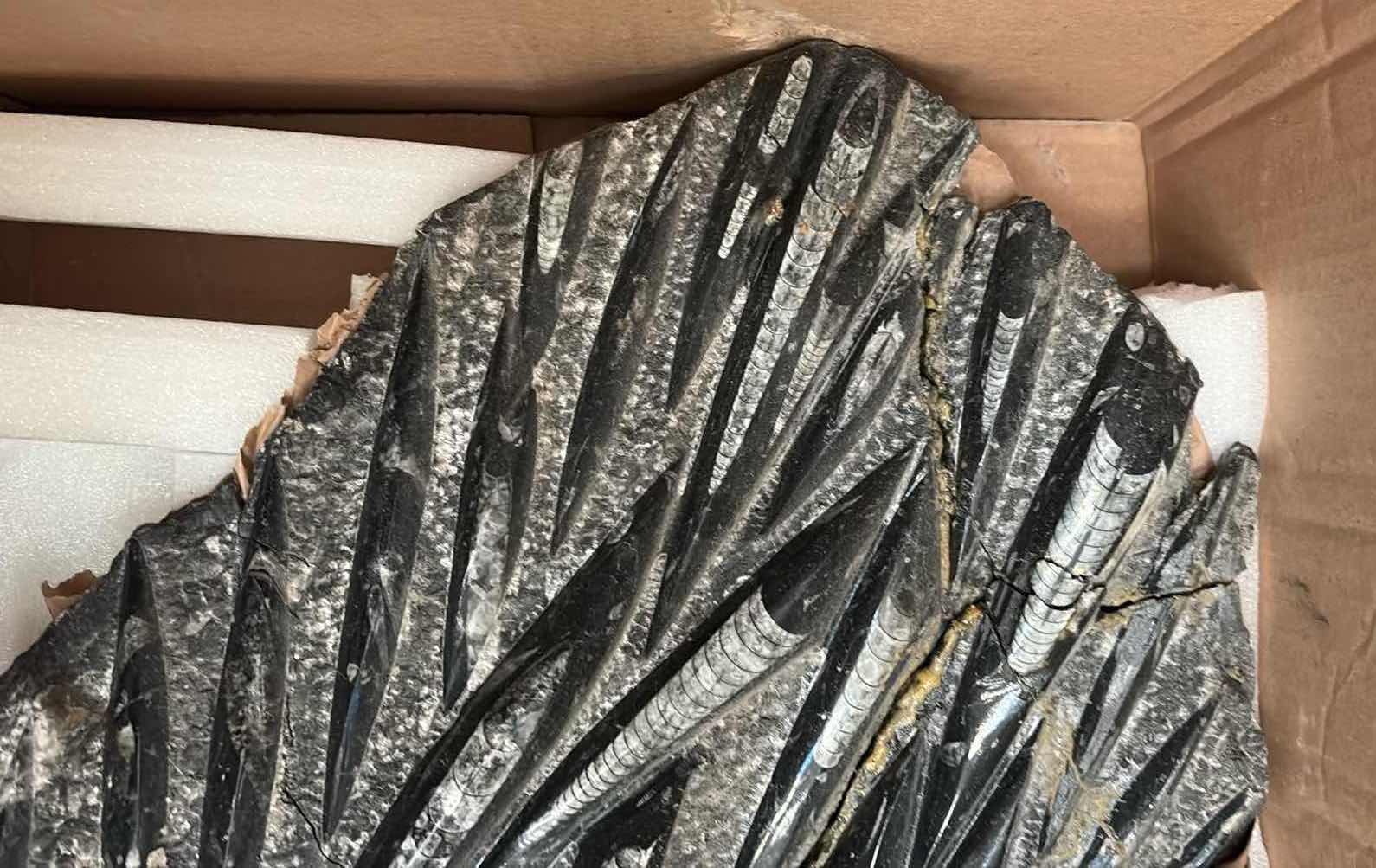 Photo 1 of LARGE ORTHOCERAS FOSSIL STONE DECORATIVE DISPLAY / SCULPTURE H17.5” $150