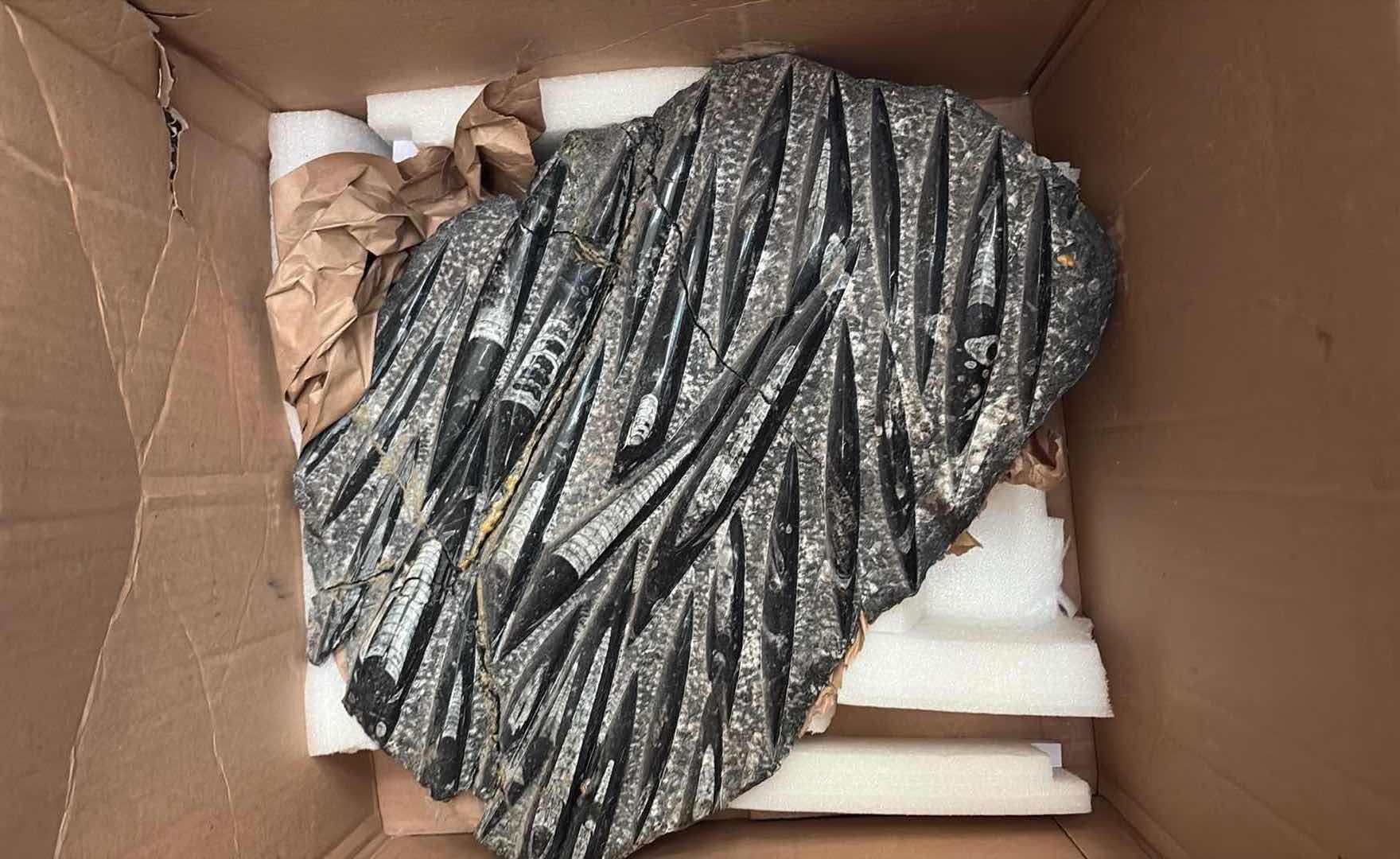 Photo 1 of LARGE ORTHOCERAS FOSSIL STONE DECORATIVE DISPLAY / SCULPTURE H17.5” $150