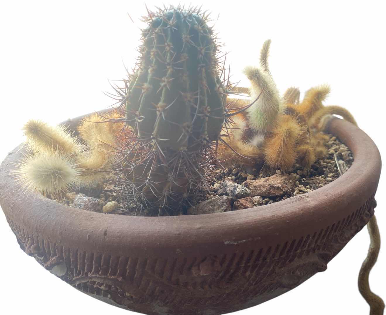 Photo 1 of LIVE CACTUS BOWL IN CLAY POT DIAMETER 13“