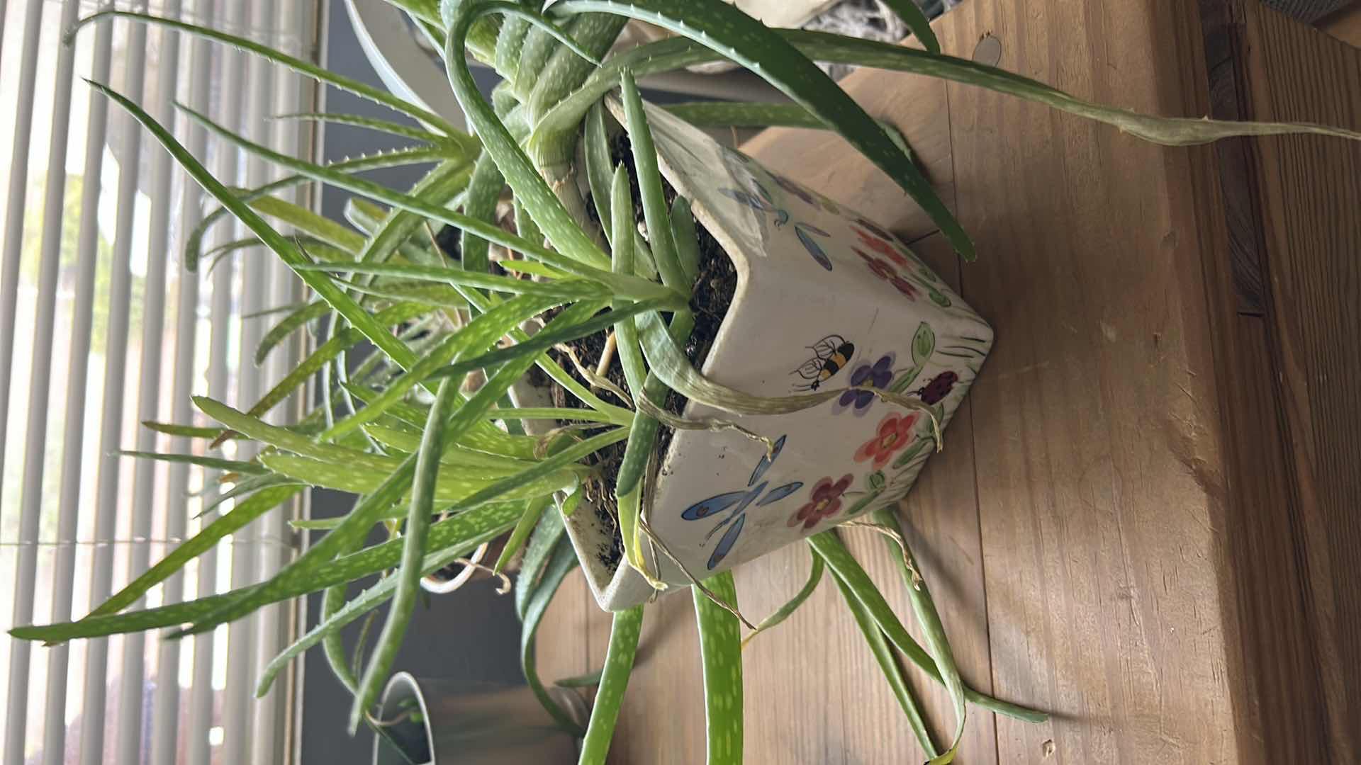 Photo 1 of 8 LIVE POTTED PLANTS