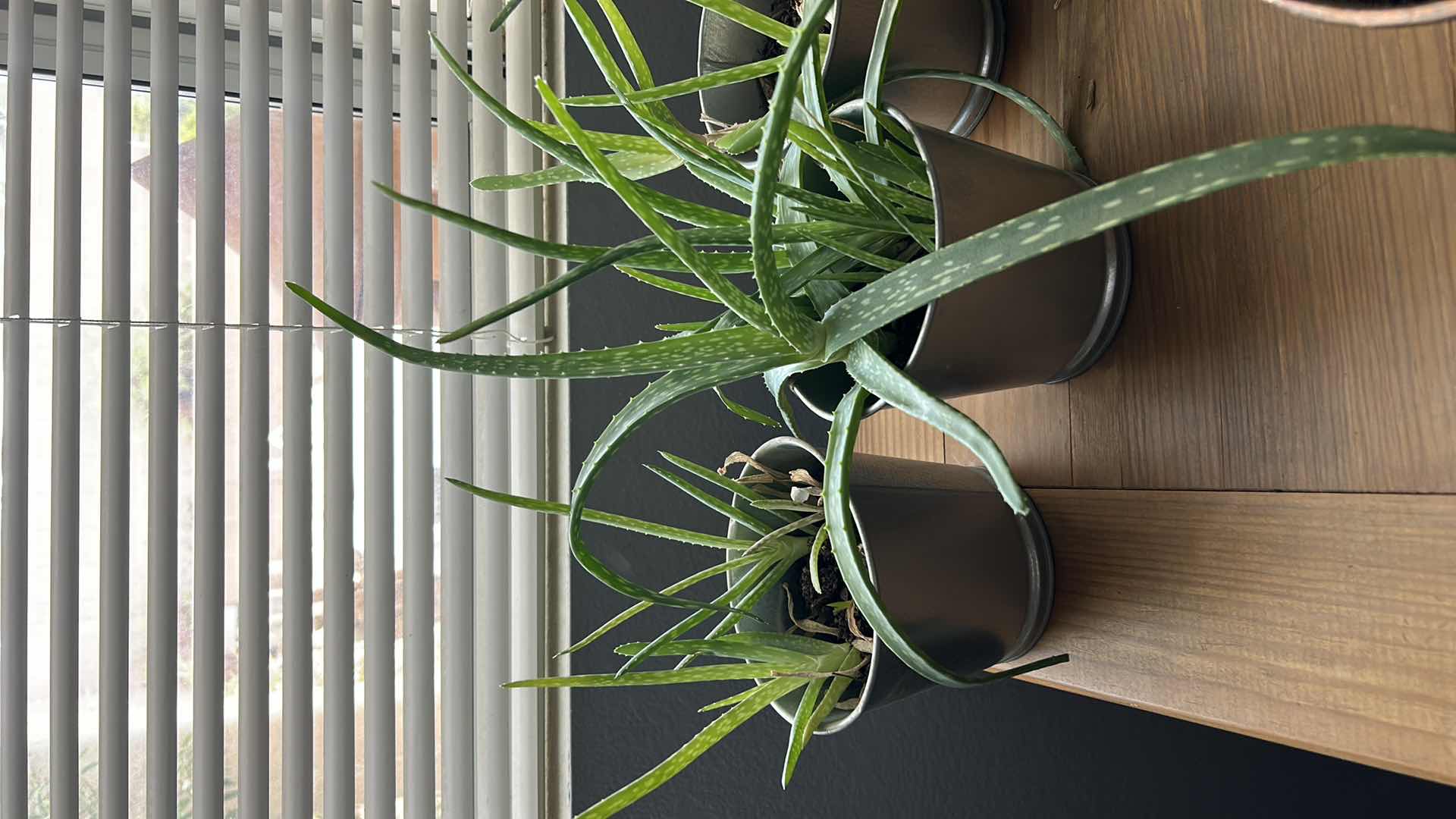 Photo 1 of 8 LIVE POTTED PLANTS