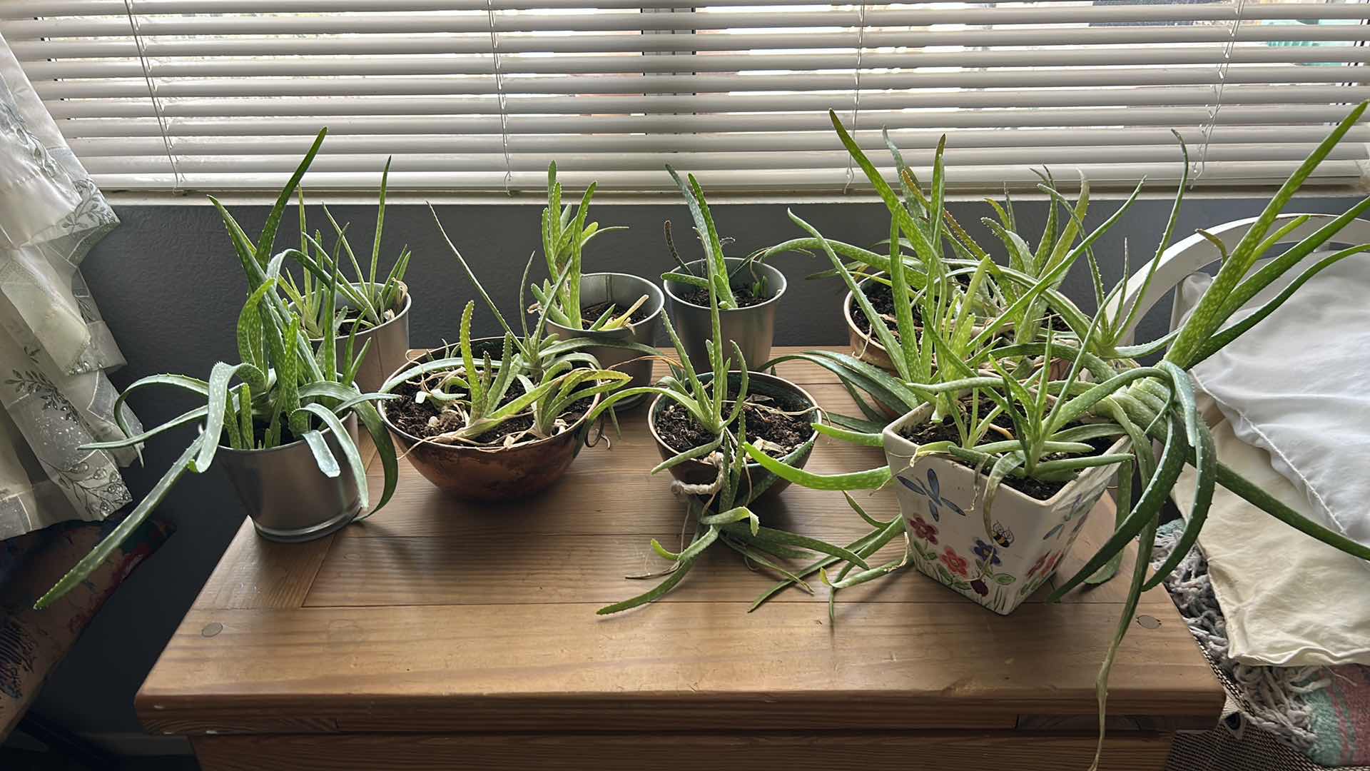 Photo 1 of 8 LIVE POTTED PLANTS