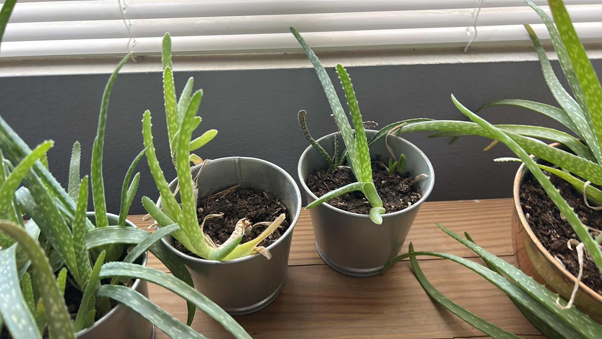Photo 1 of 8 LIVE POTTED PLANTS