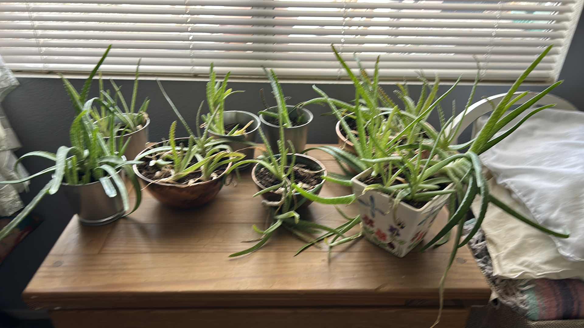 Photo 1 of 8 LIVE POTTED PLANTS