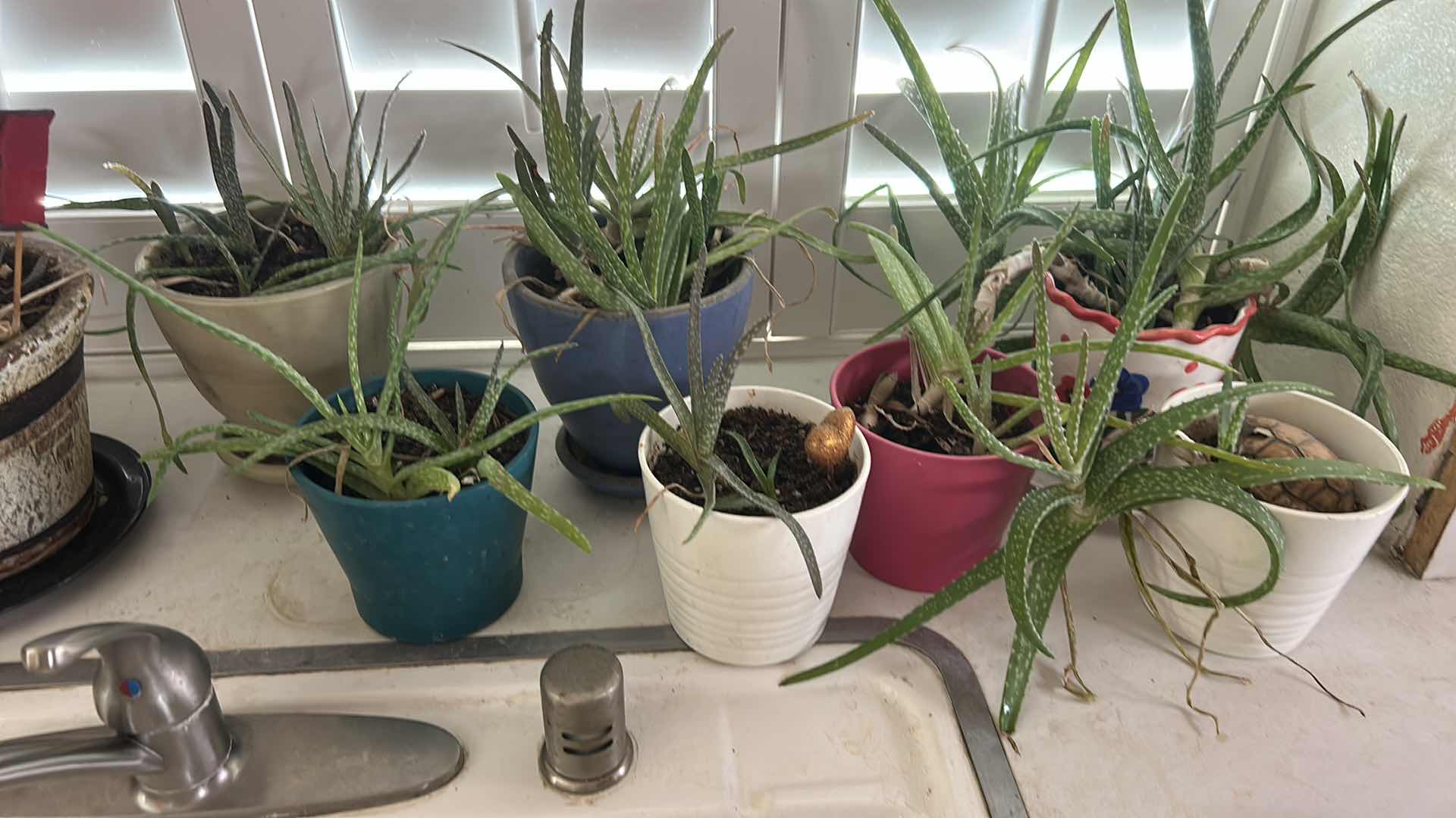 Photo 1 of LIVE PLANTS