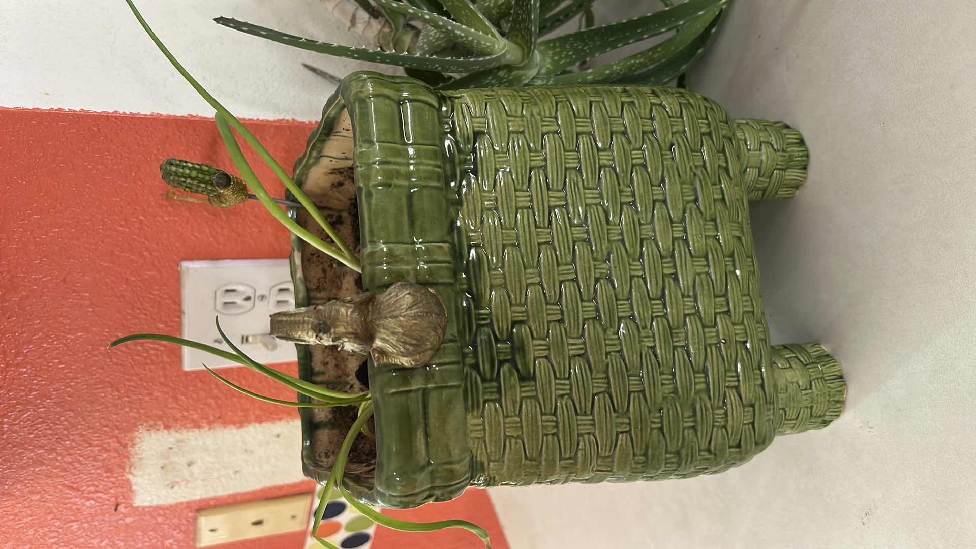 Photo 1 of LIVE PLANTS