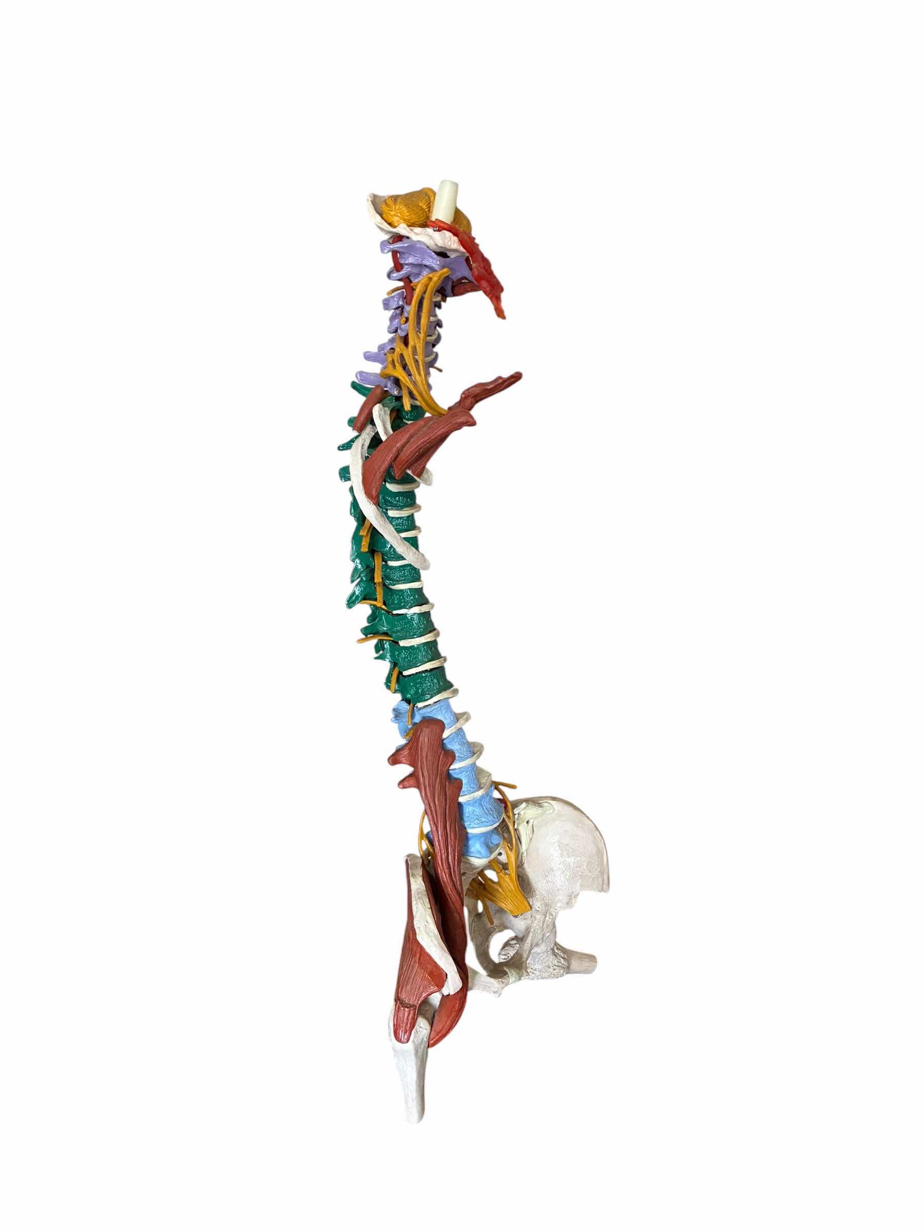 Photo 1 of SPINAL & MUSCLE MODEL W STAND H36”